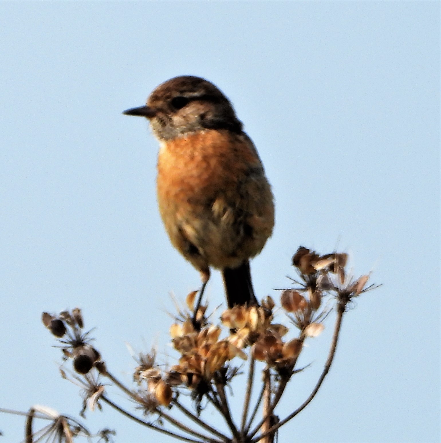 Stonechat - 11-08-2021