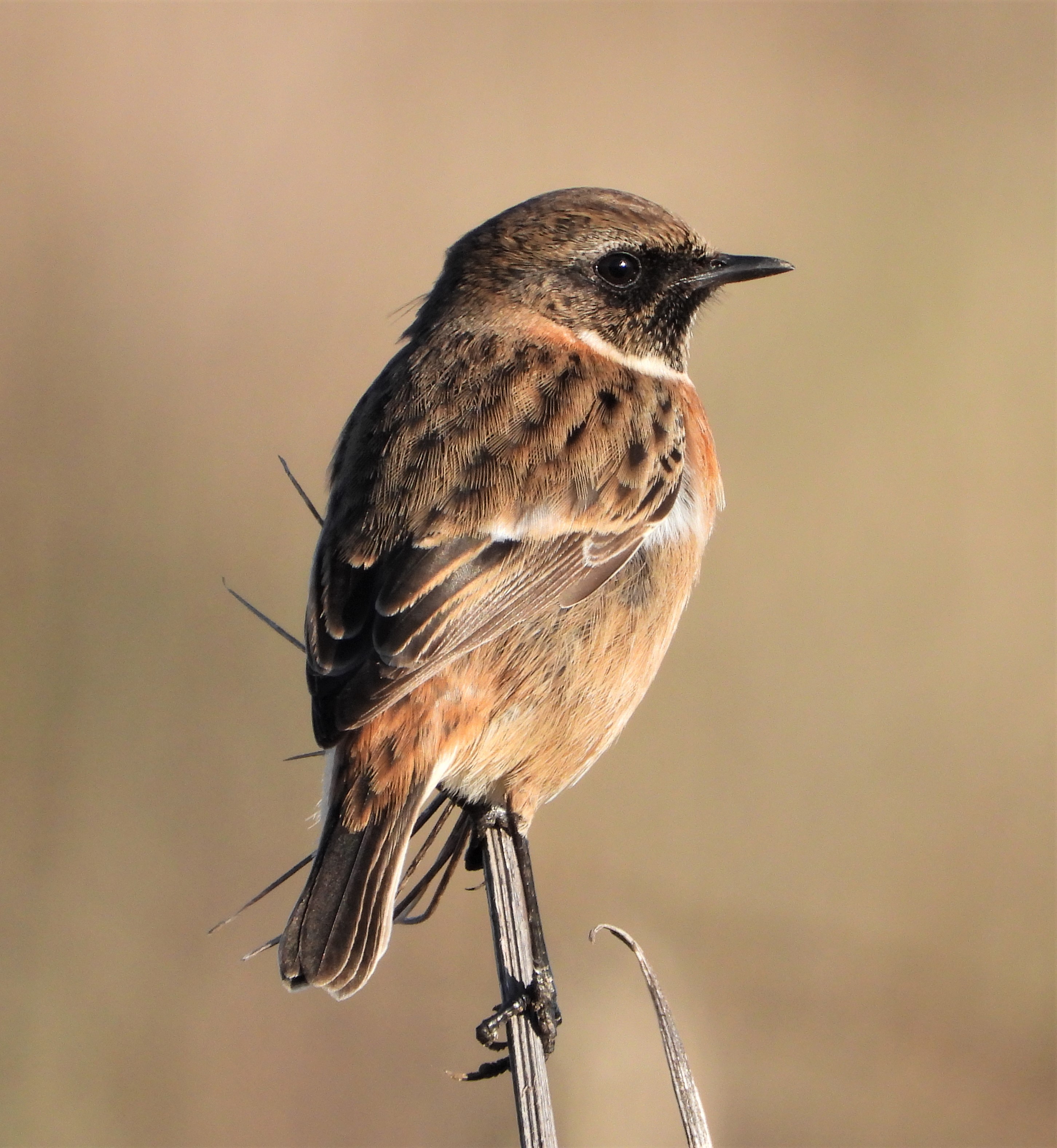 Stonechat - 12-01-2022