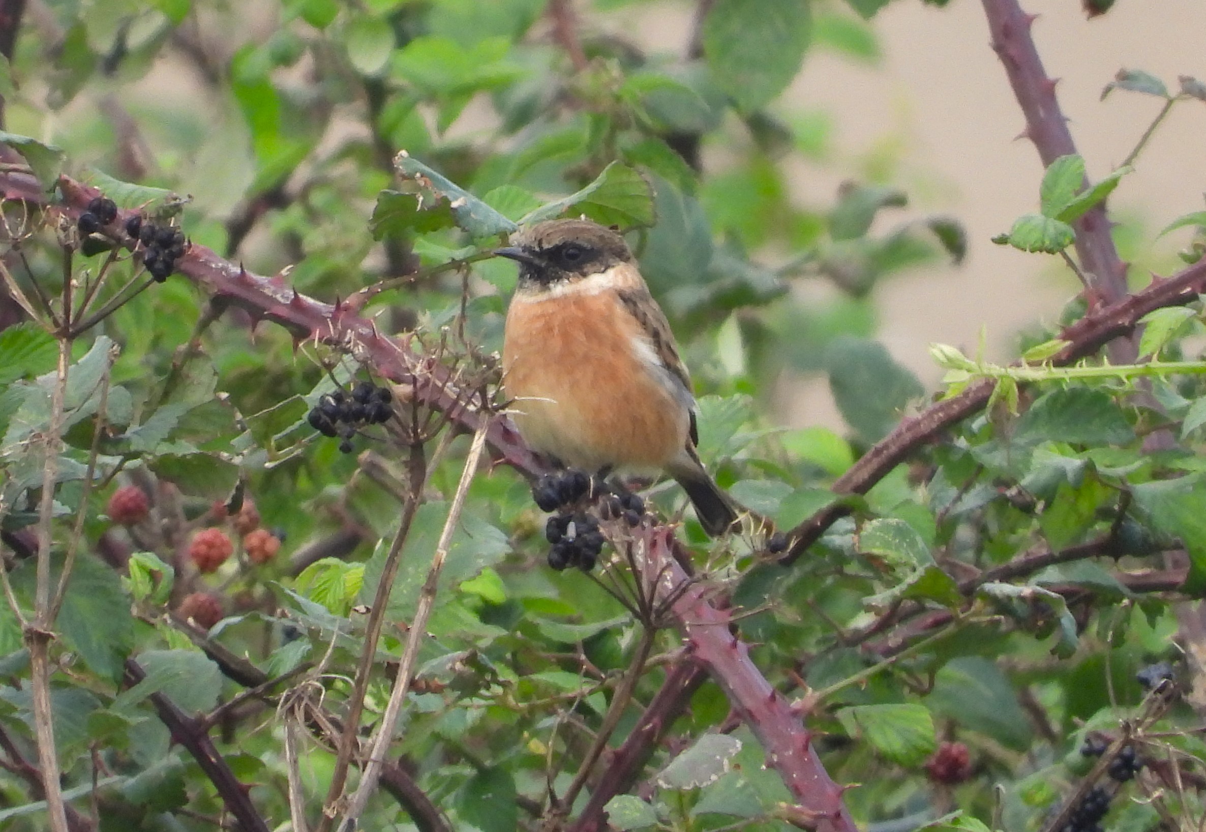 Stonechat - 13-09-2023