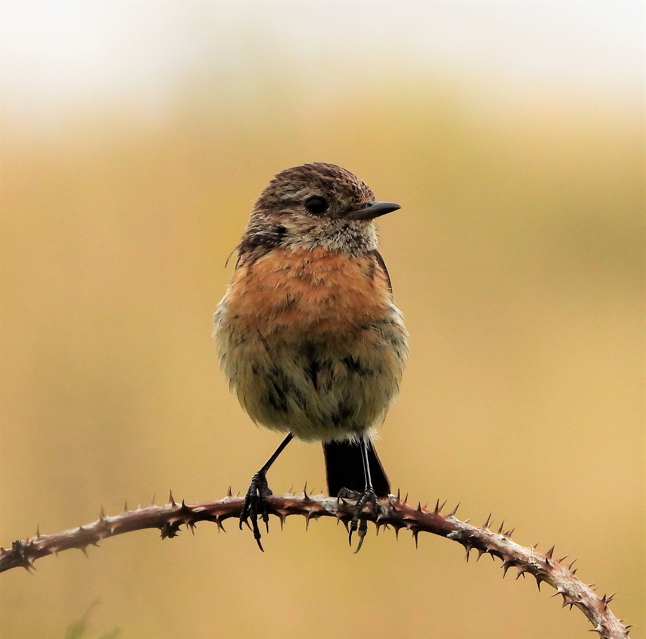 Stonechat - 15-08-2021