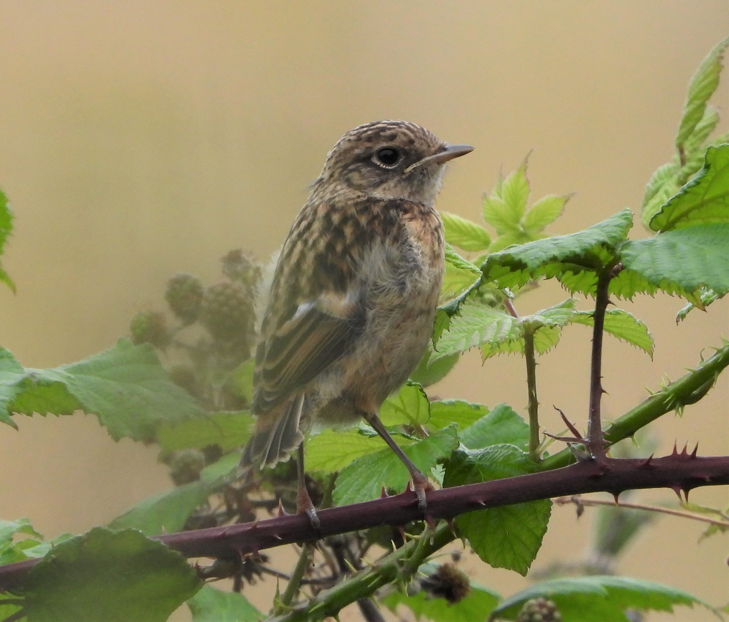 Stonechat - 15-08-2021