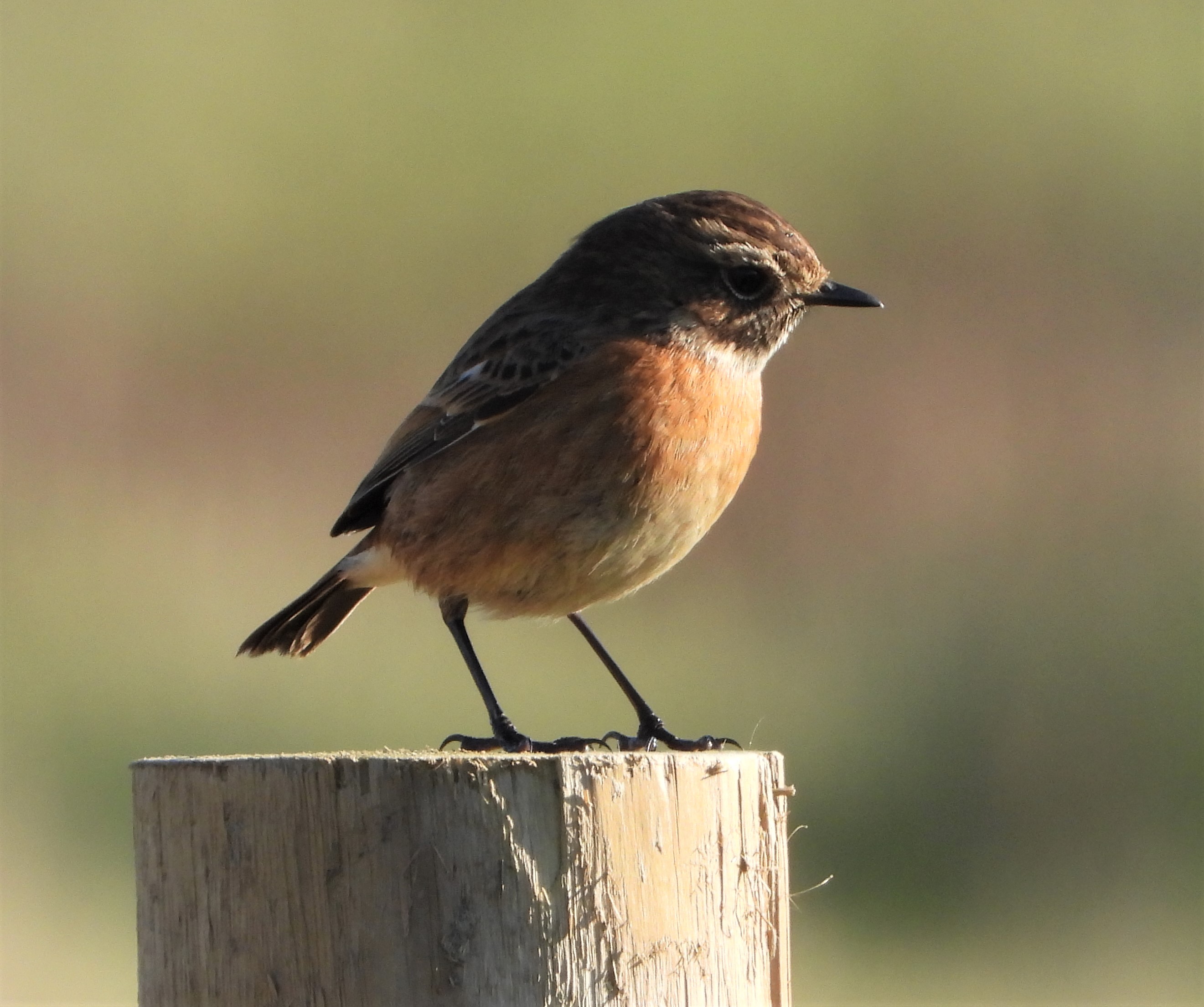 Stonechat - 22-01-2022