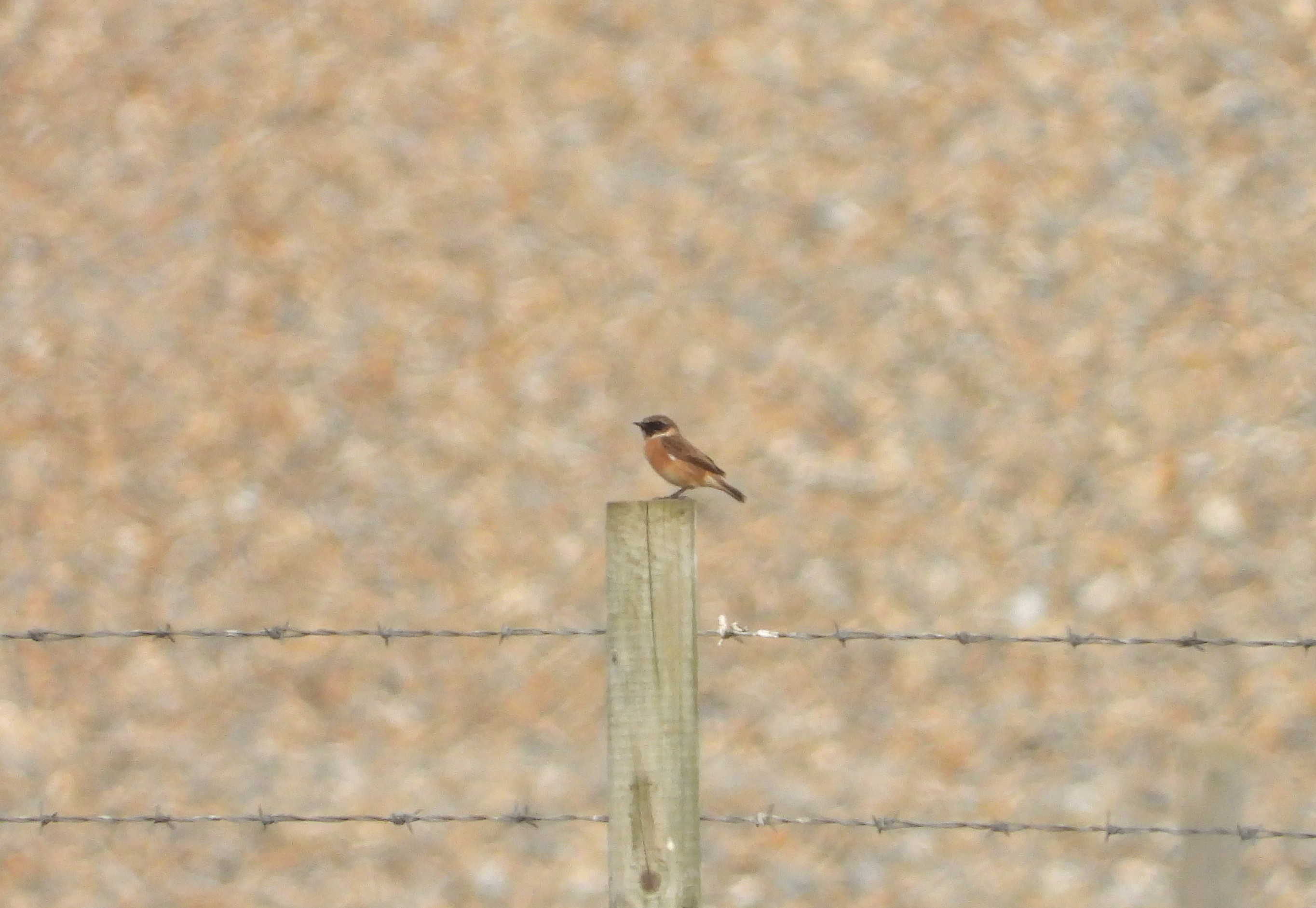 Stonechat - 09-10-2023