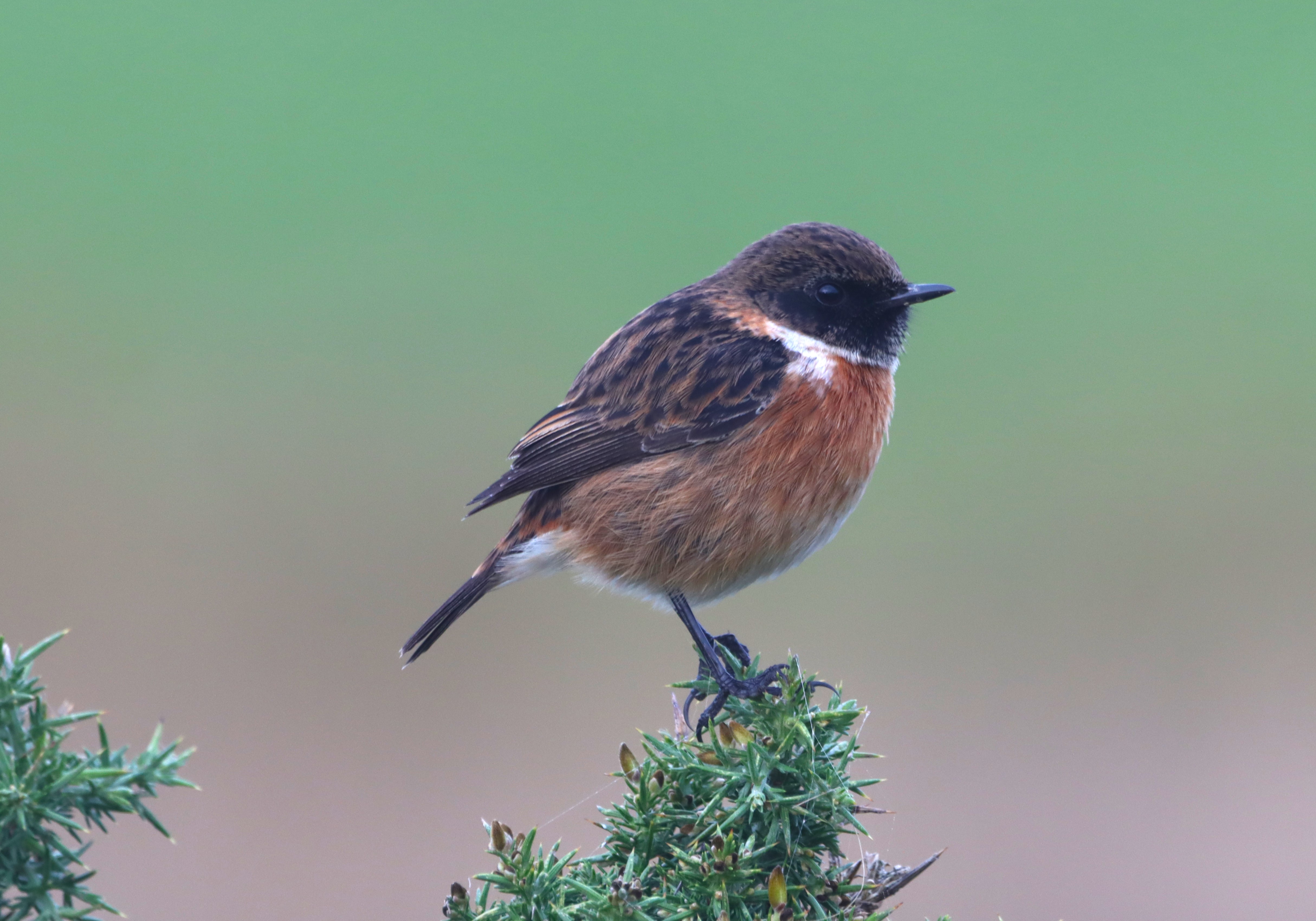 Stonechat - 27-11-2025