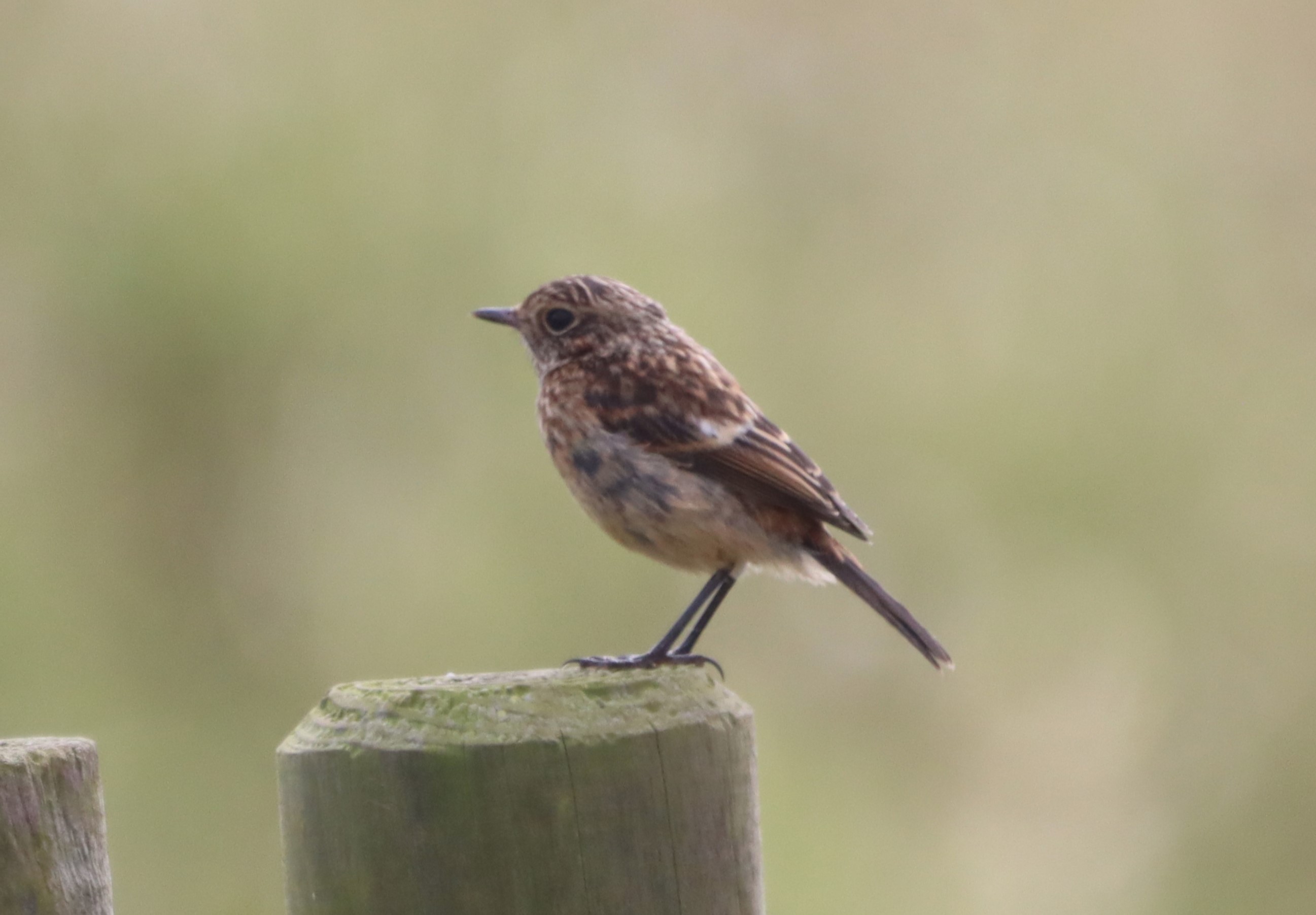 Stonechat - 01-09-2023