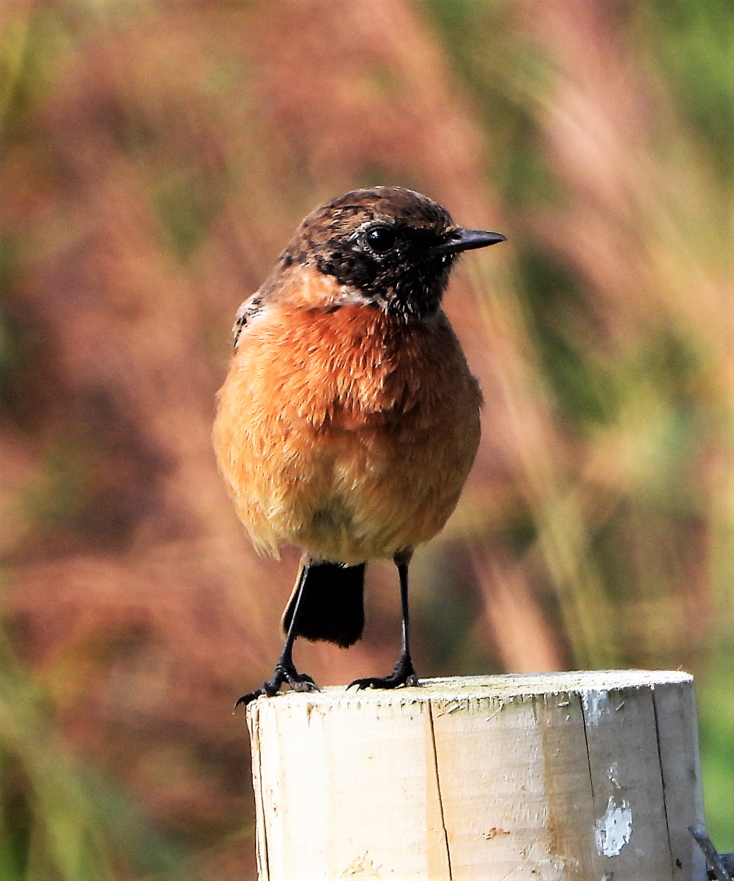 Stonechat - 05-09-2021