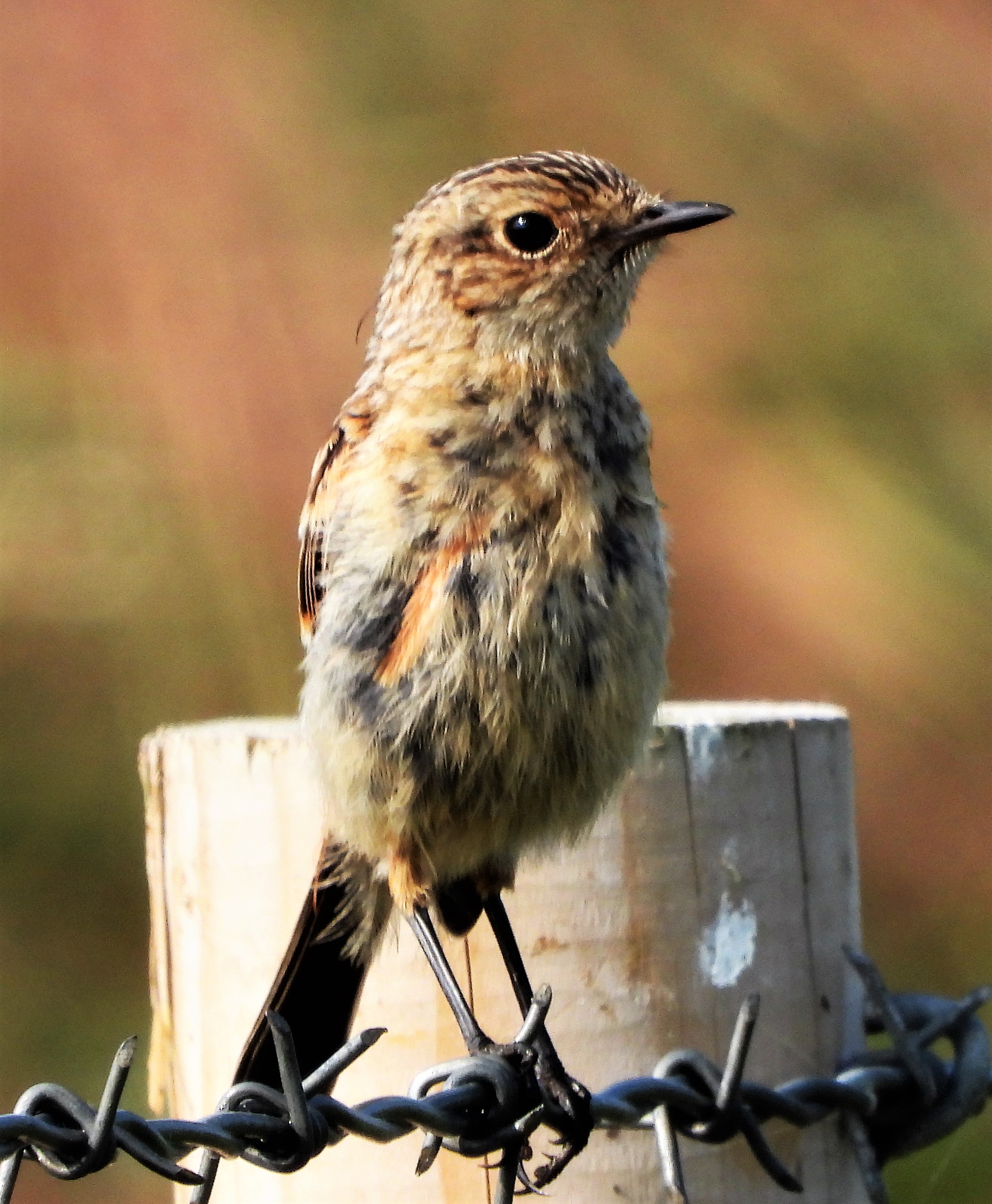 Stonechat - 05-09-2021