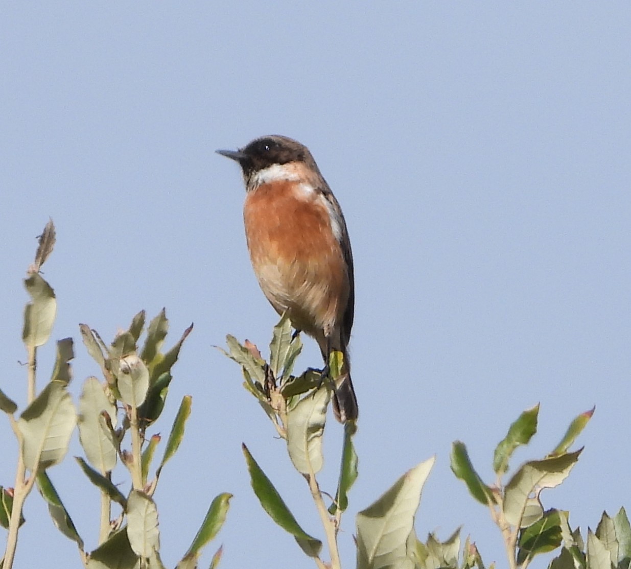 Stonechat - 13-10-2022