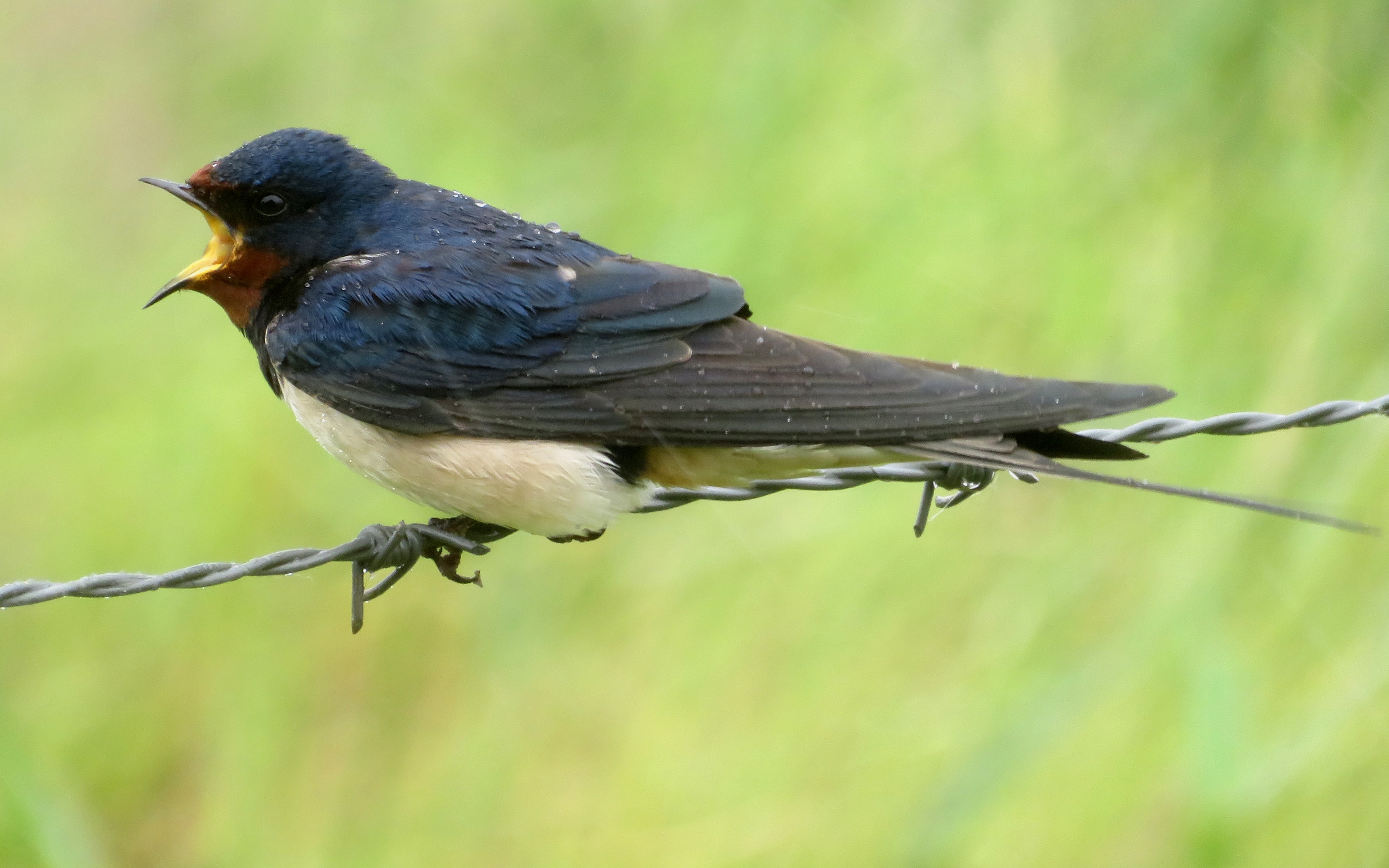 Swallow - 06-06-2025