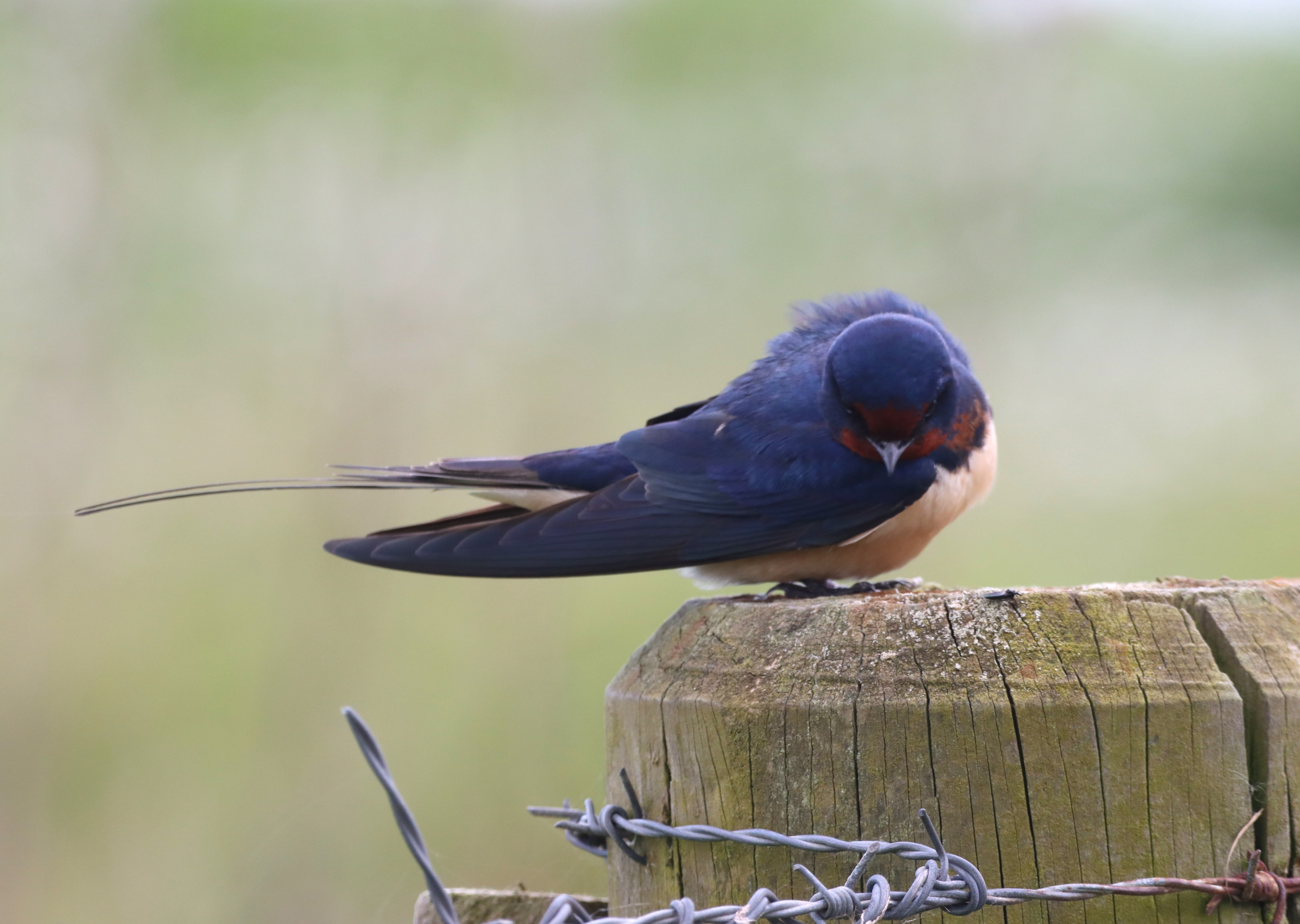 Swallow - 13-04-2026