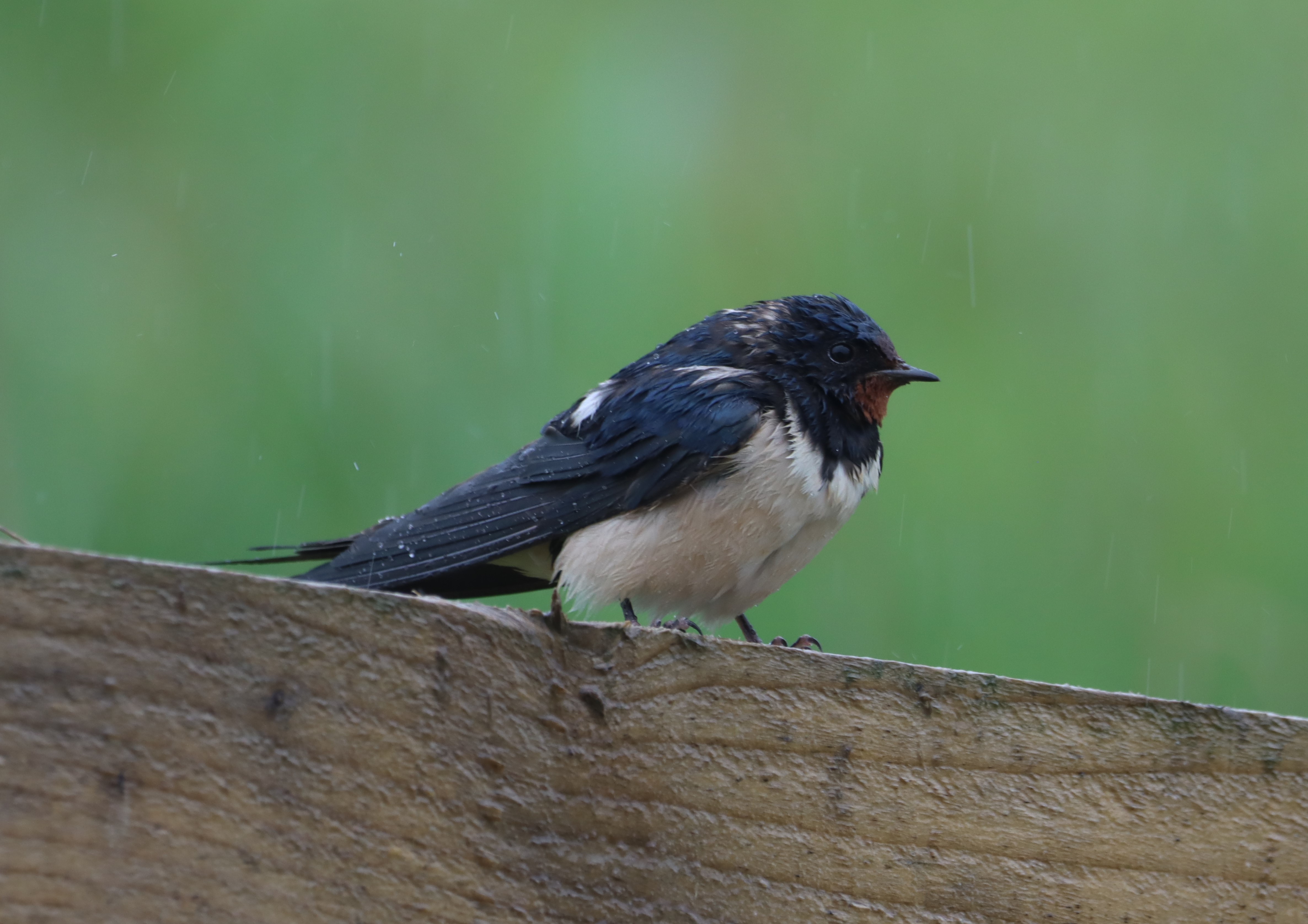 Swallow - 02-06-2026