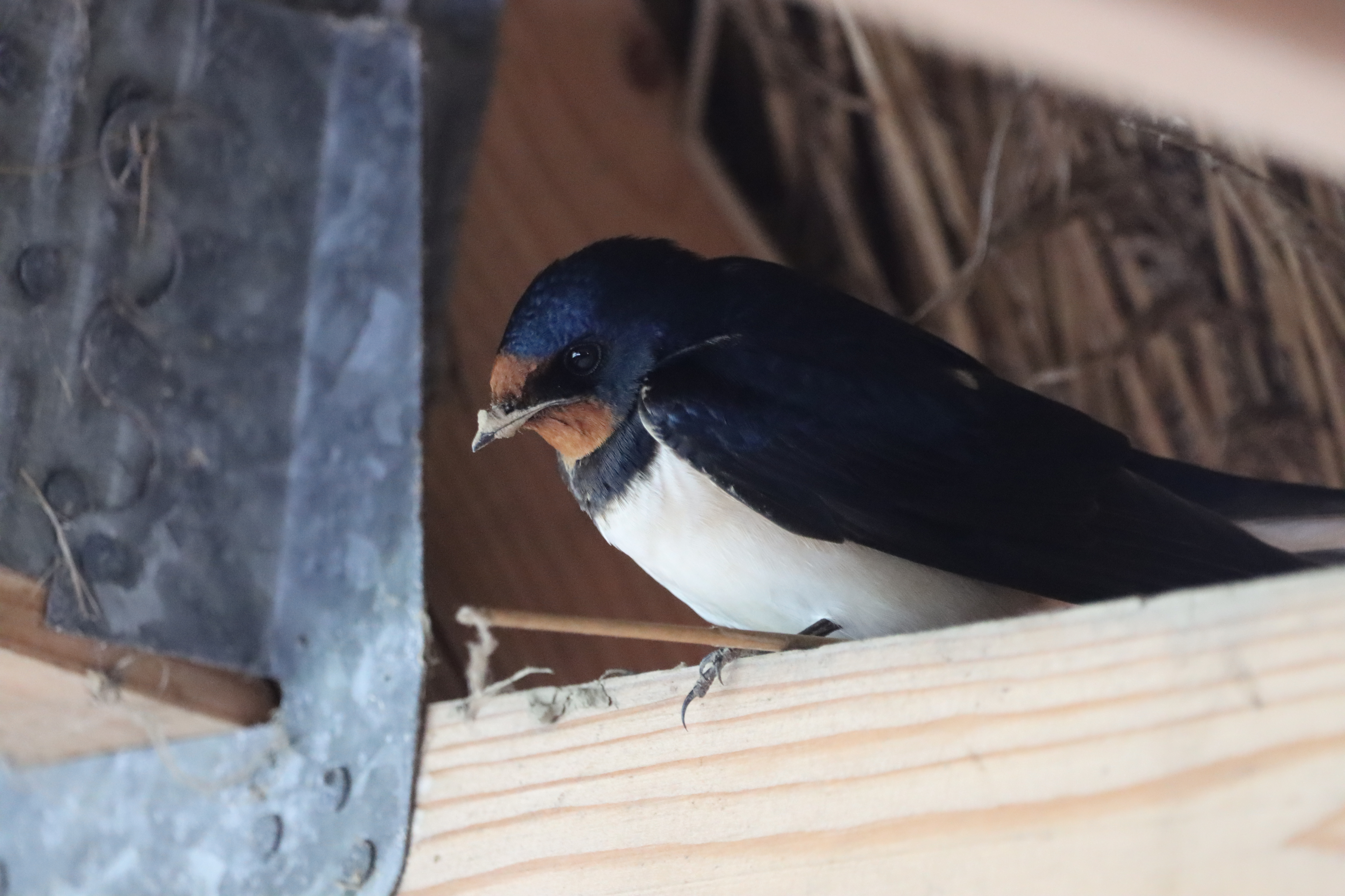 Swallow - 04-06-2023