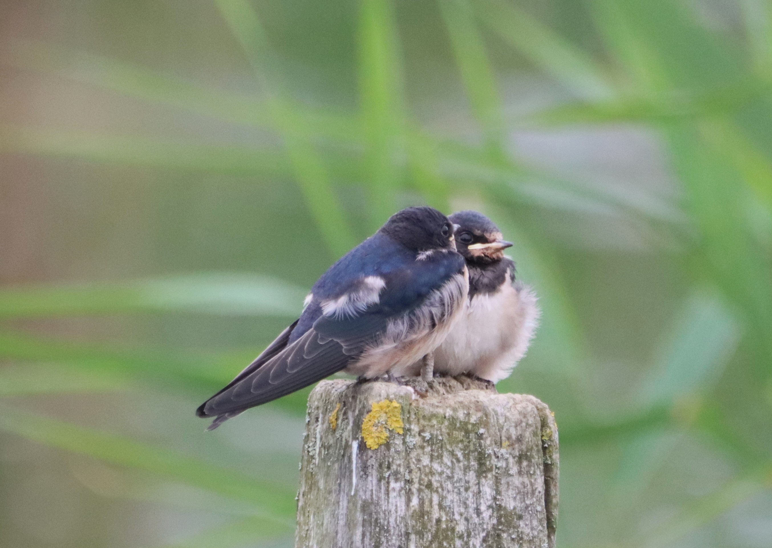 Swallow - 09-07-2023