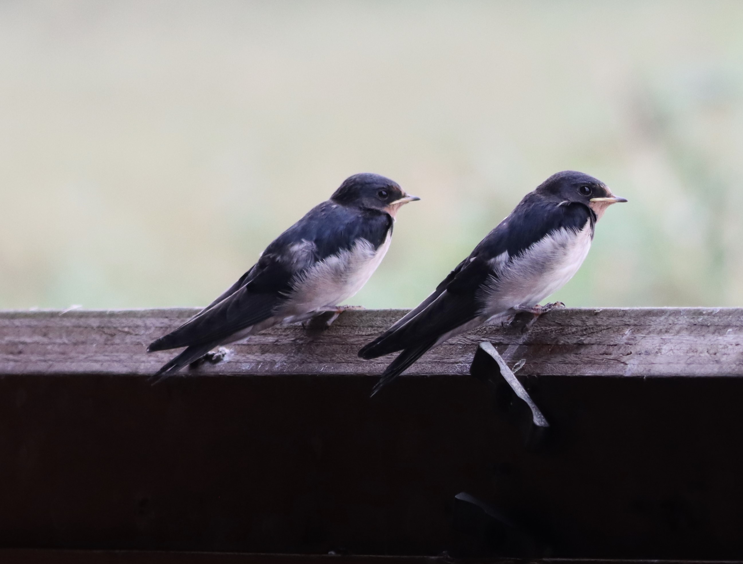 Swallow - 07-09-2024