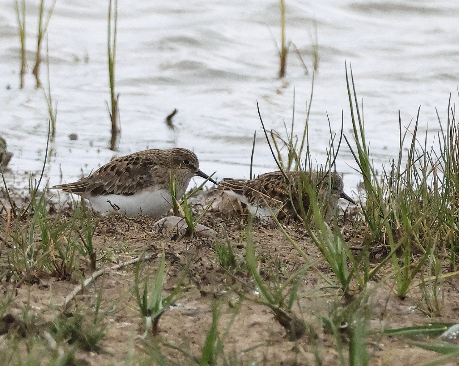 Temminck's Stint - 19-05-2026