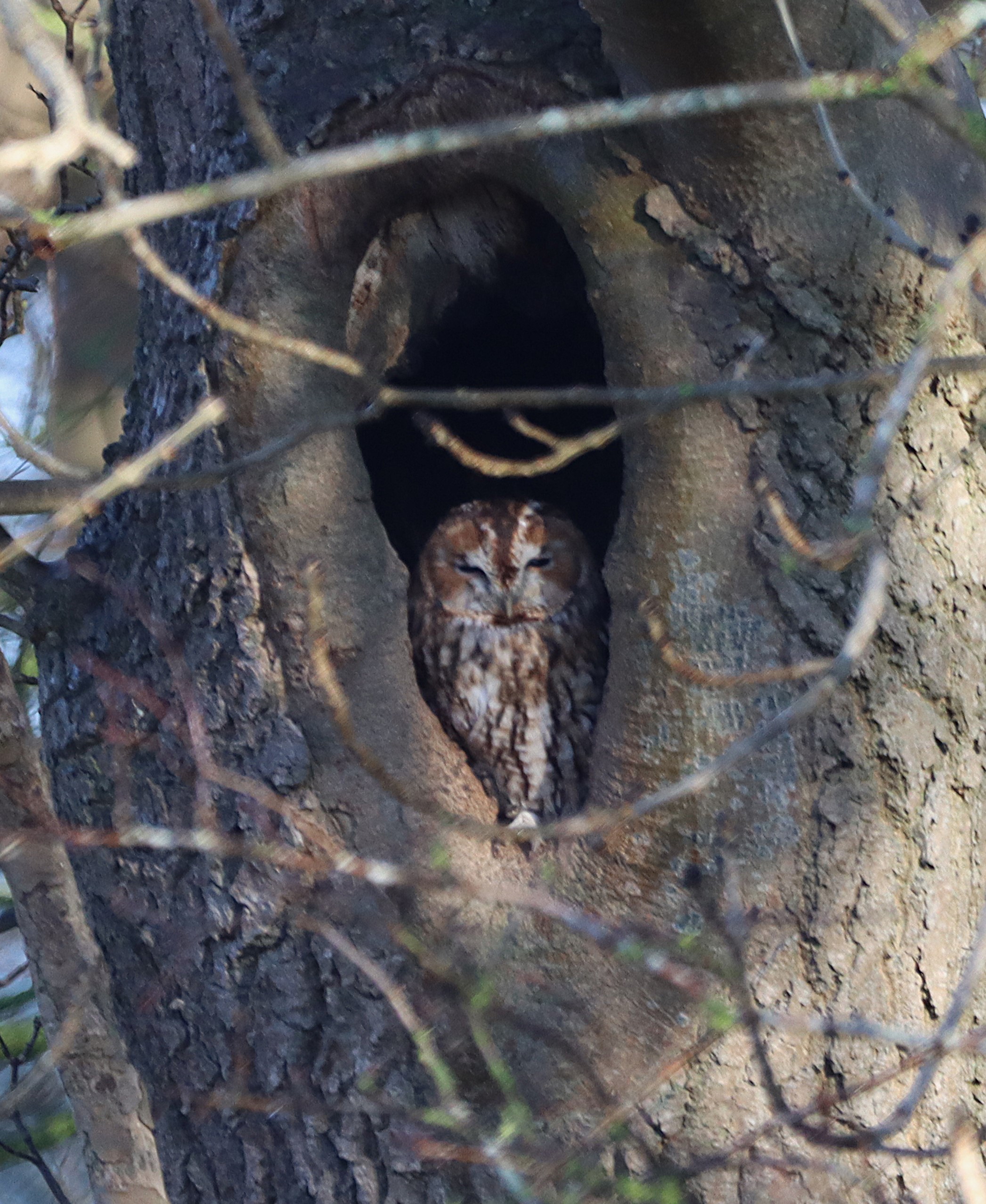 Tawny Owl - 12-01-2025