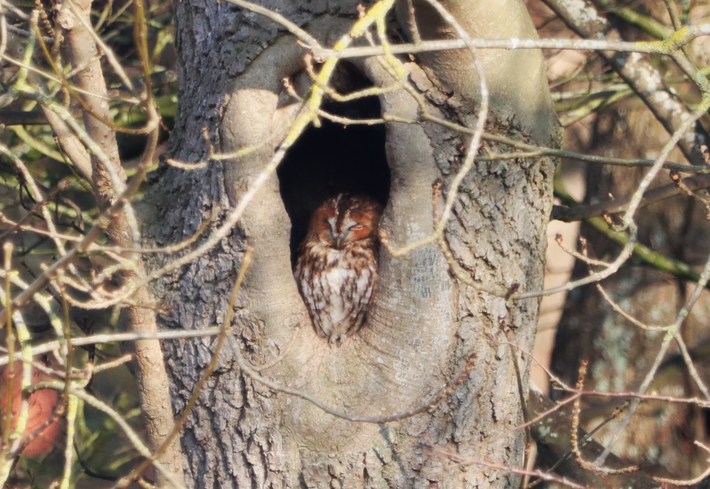 Tawny Owl - 13-02-2023