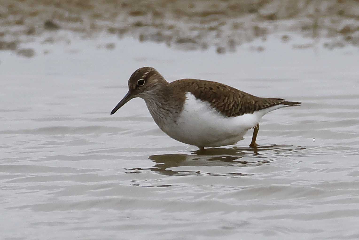 Temminck's Stint - 16-05-2025
