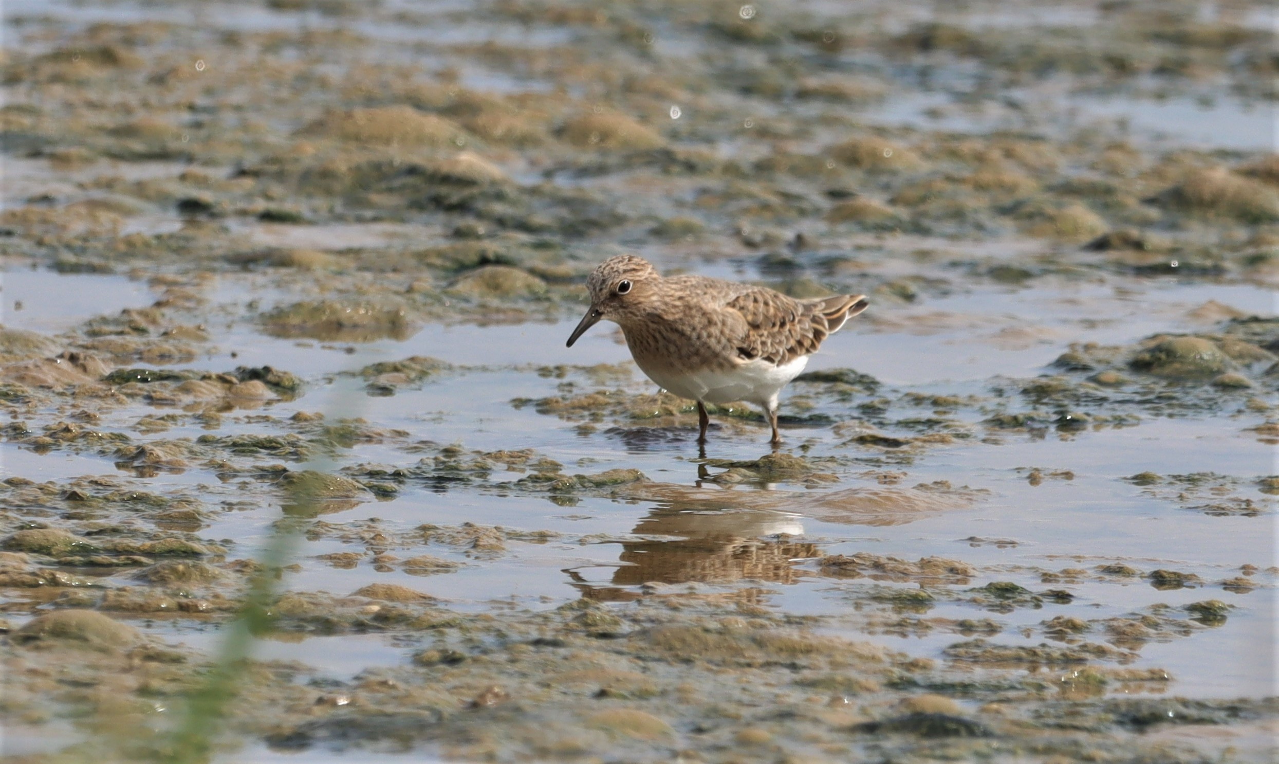 Temminck's Stint - 10-05-2022