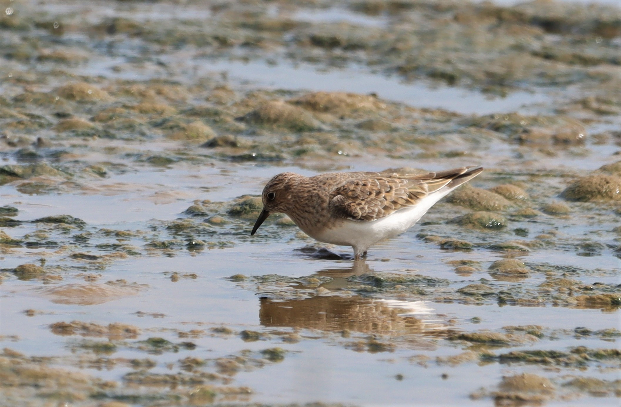 Temminck's Stint - 10-05-2022