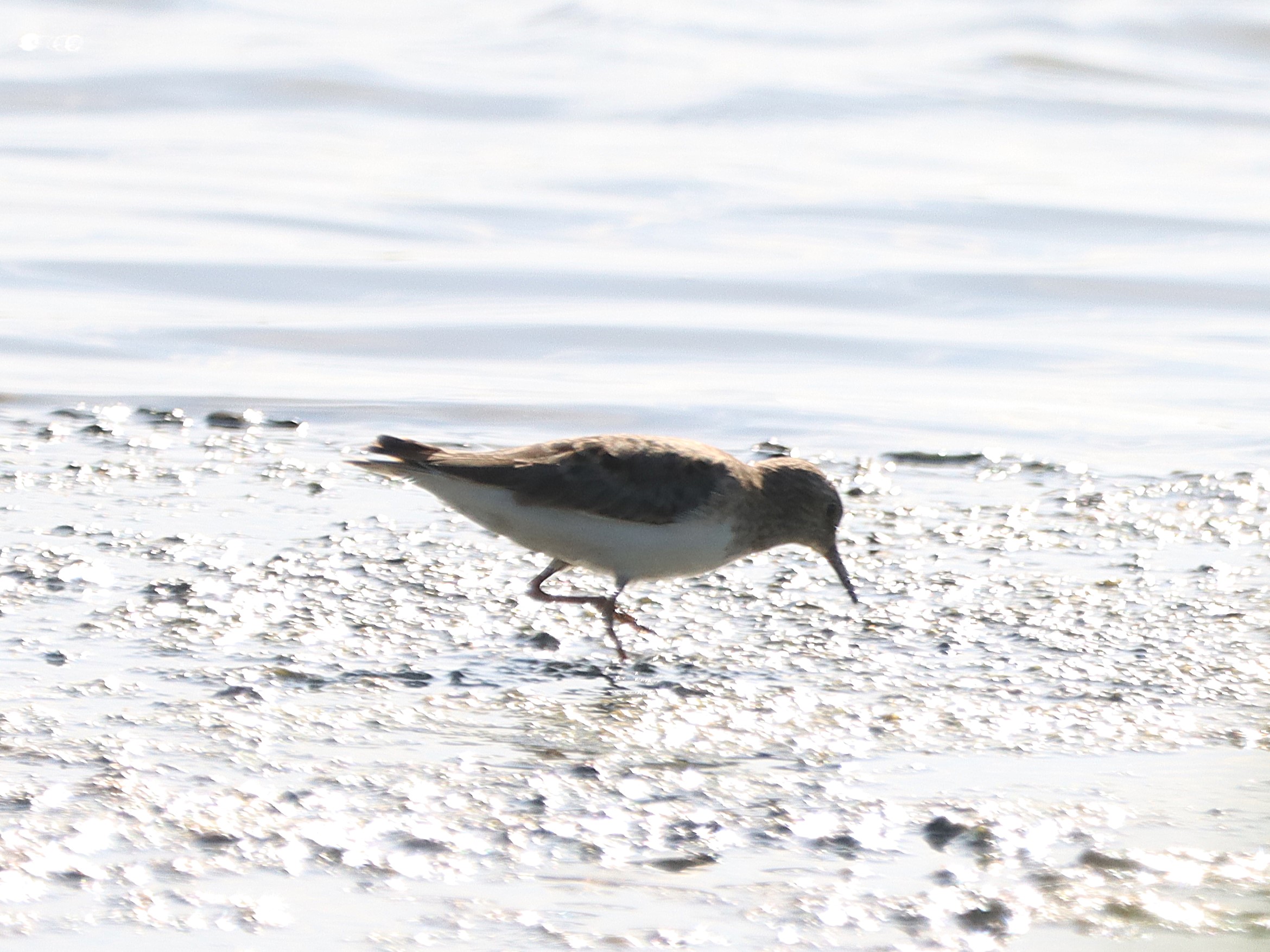 Temminck's Stint - 14-05-2025