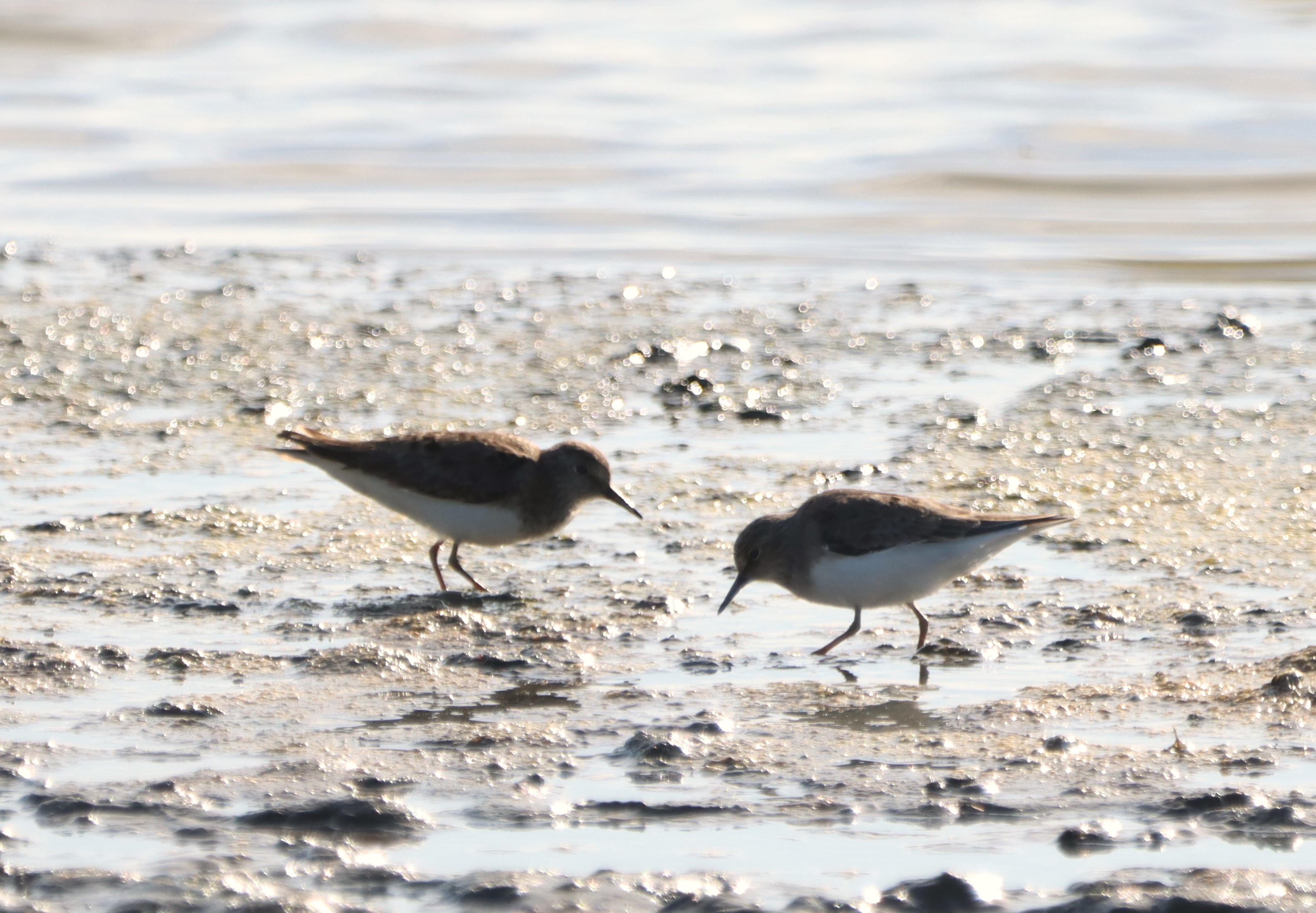 Temminck's Stint - 14-05-2025