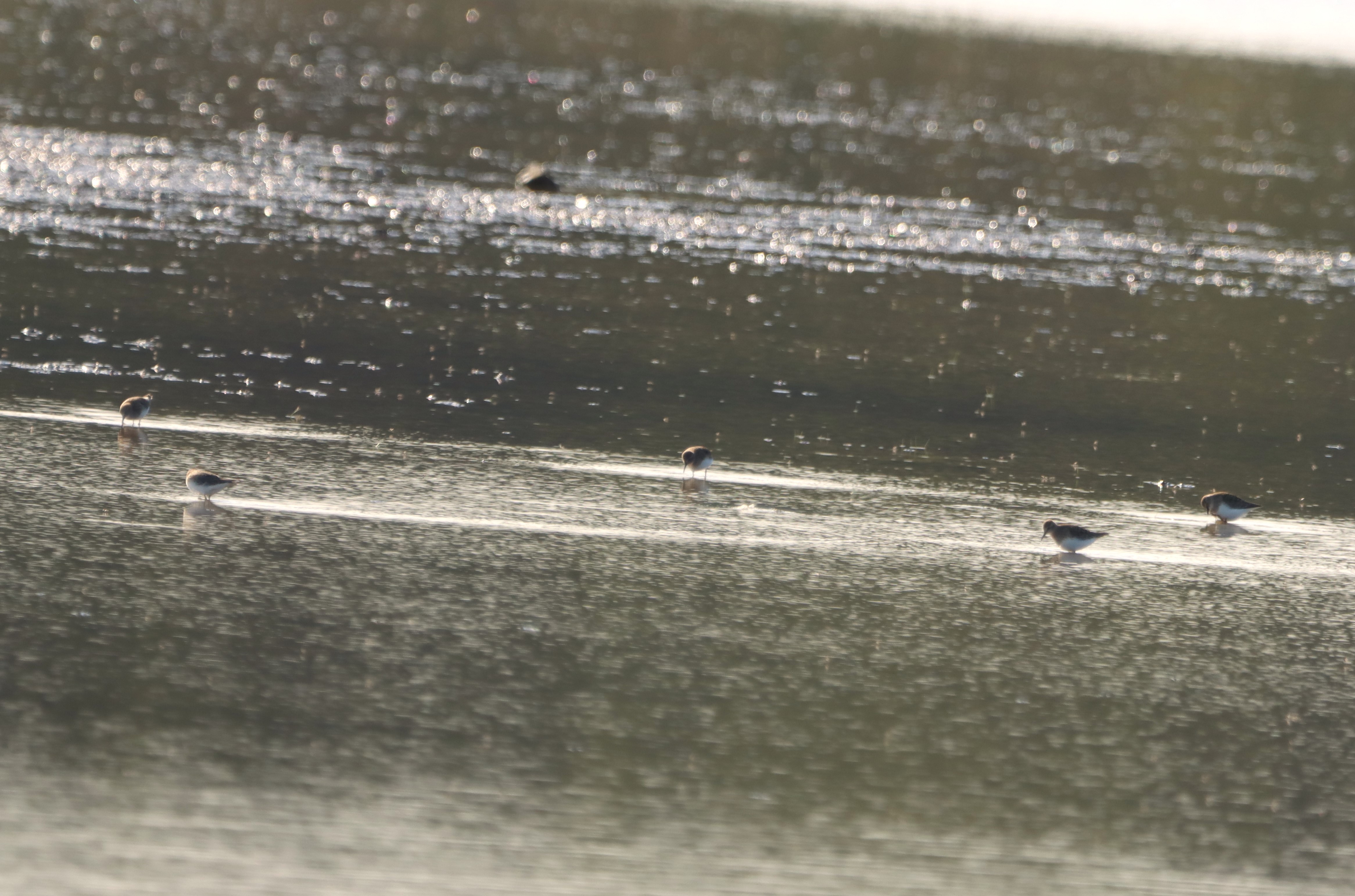 Temminck's Stint - 14-05-2025