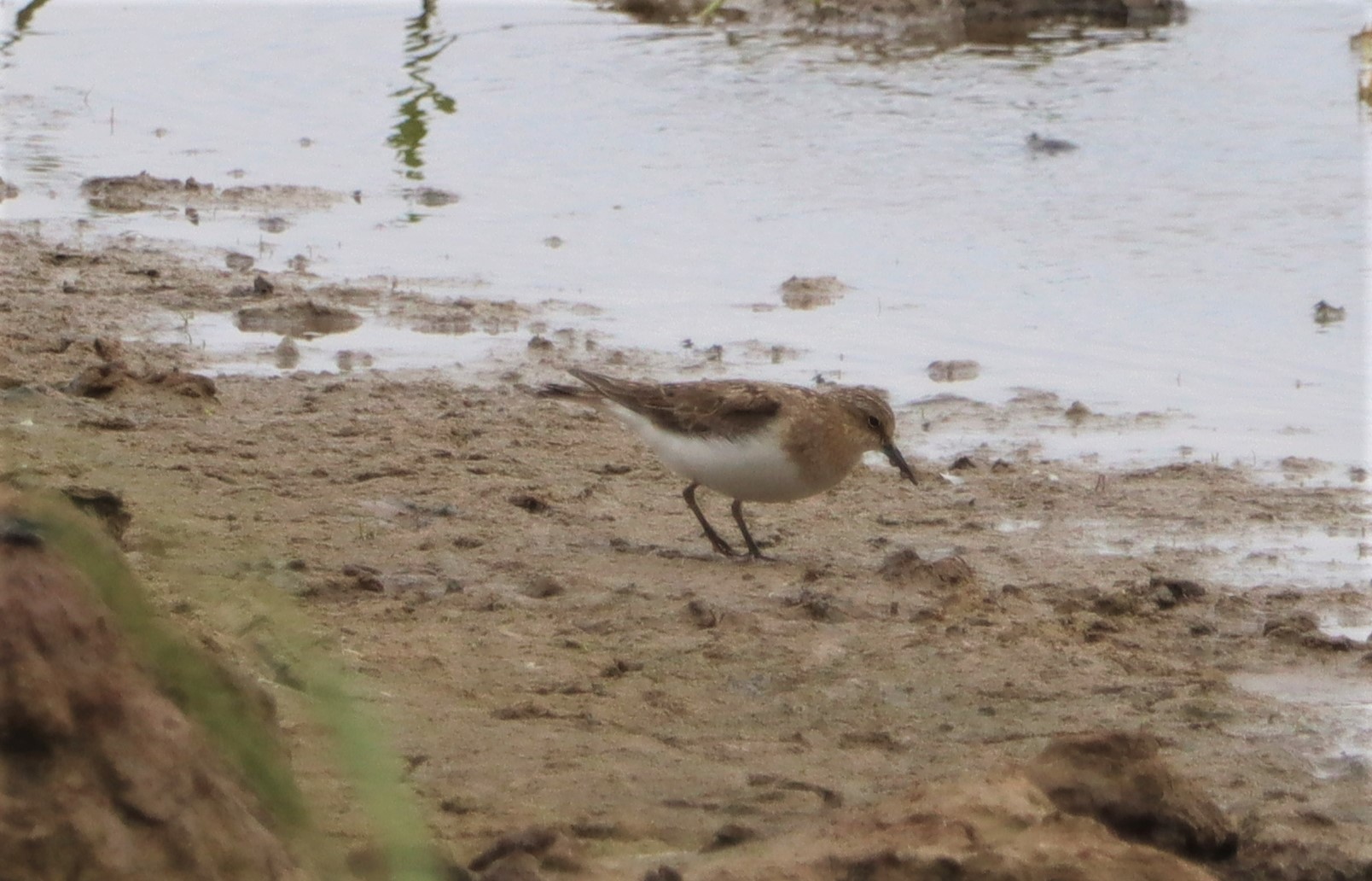 Temminck's Stint - 02-07-2022