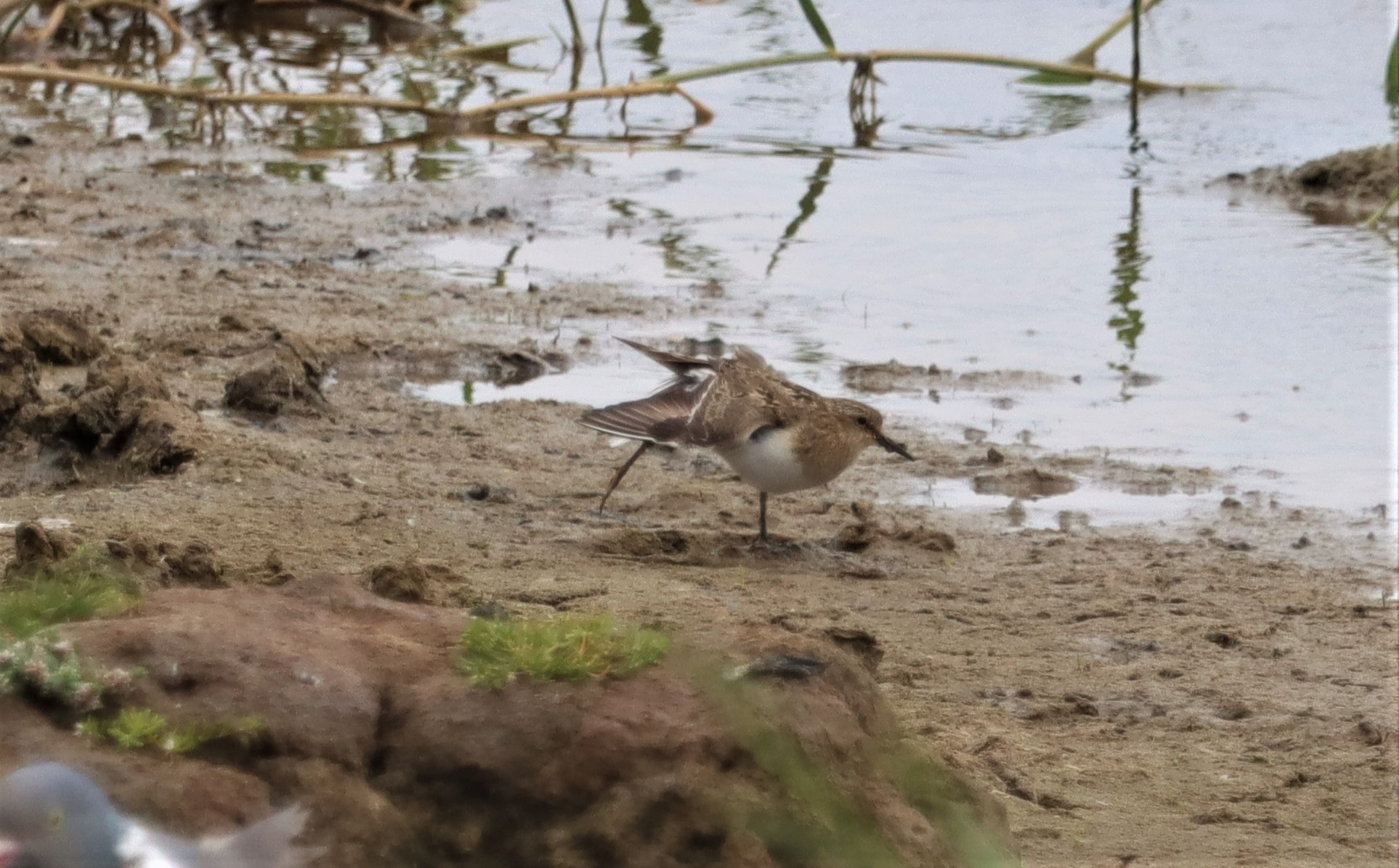 Temminck's Stint - 02-07-2022