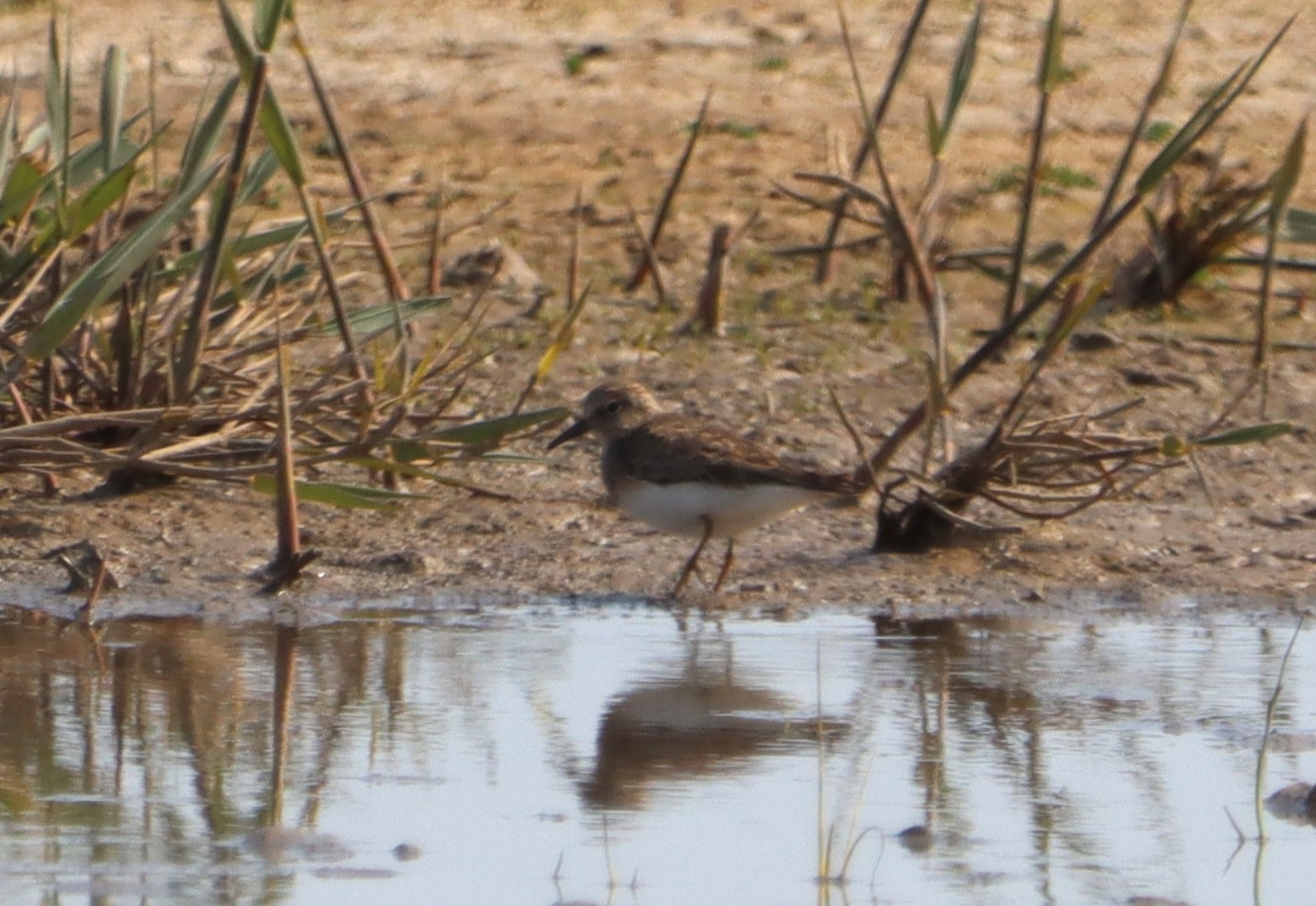 Temminck's Stint - 21-05-2023