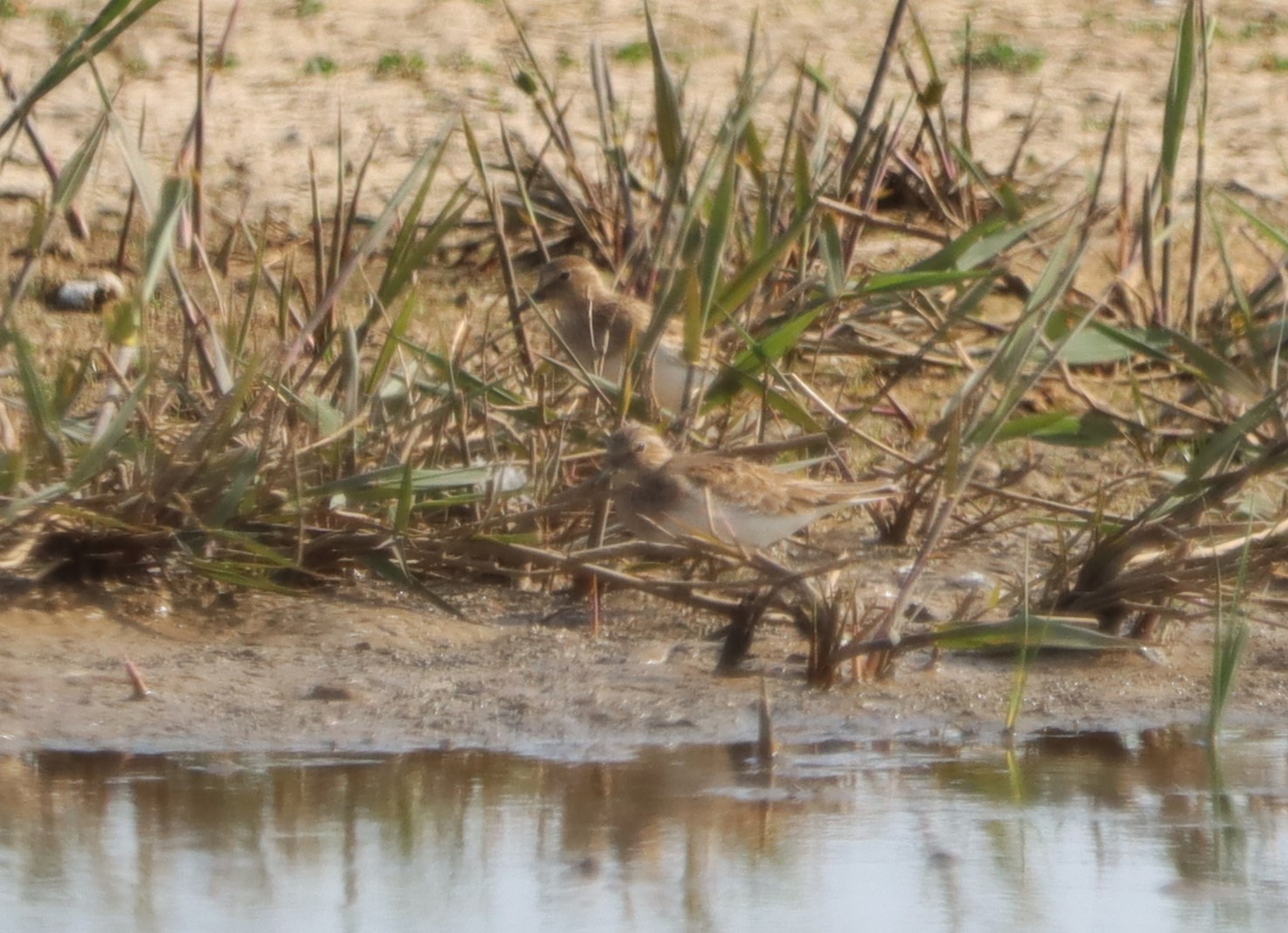 Temminck's Stint - 21-05-2023