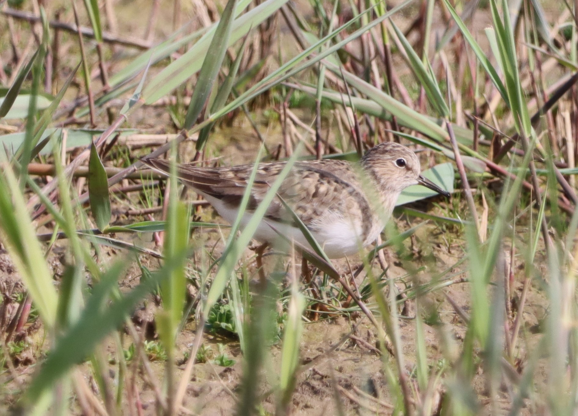 Temminck's Stint - 23-05-2023