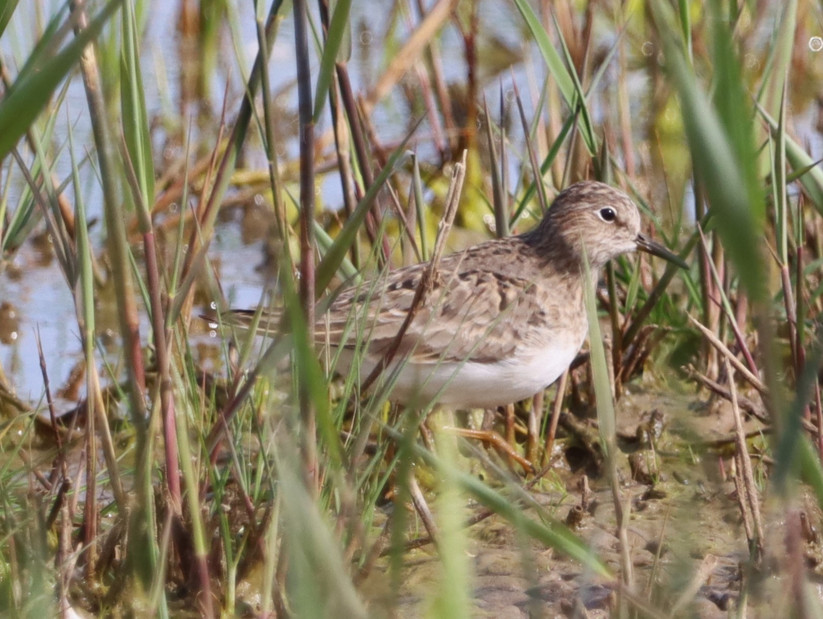 Temminck's Stint - 23-05-2023