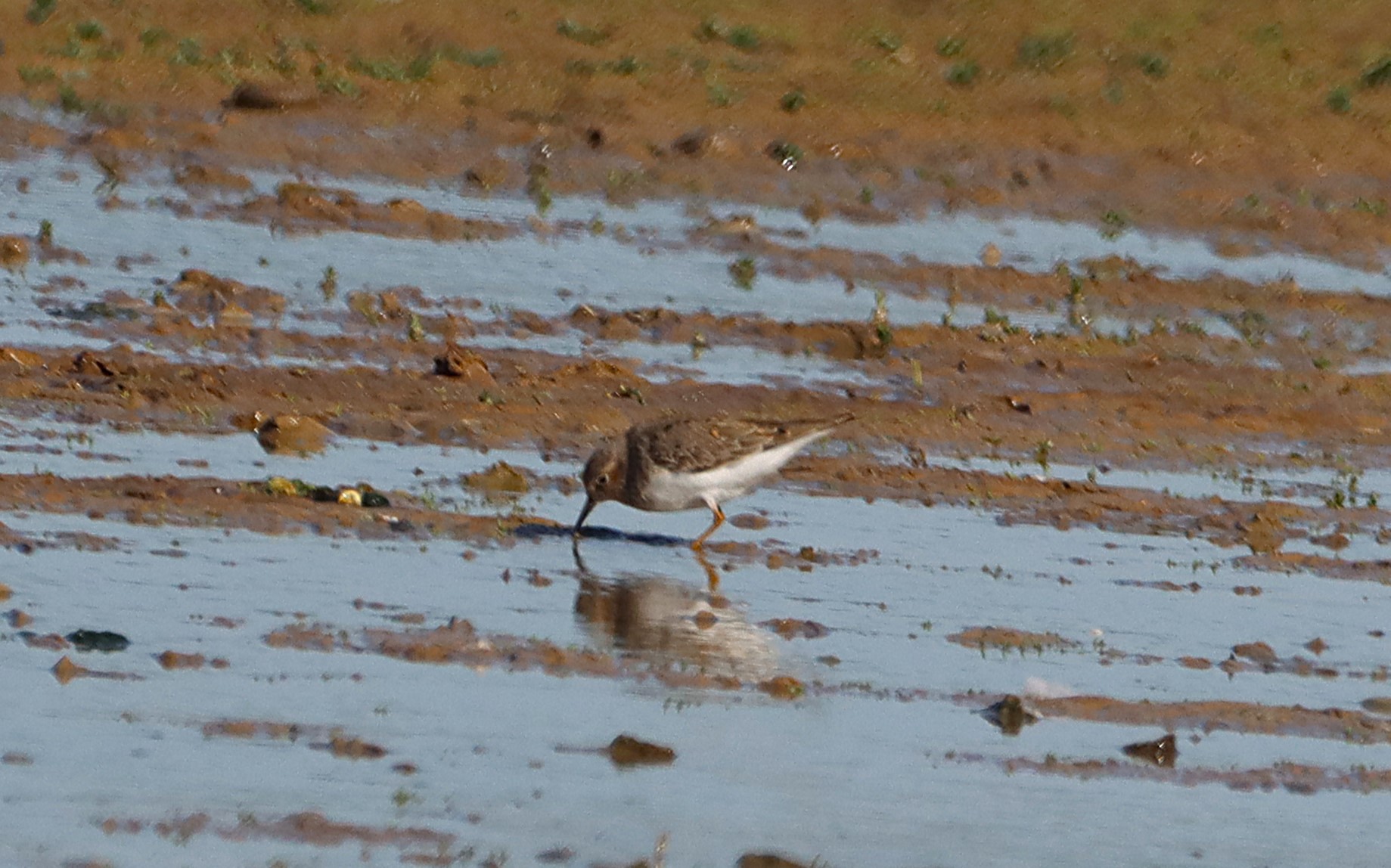 Temminck's Stint - 29-04-2025