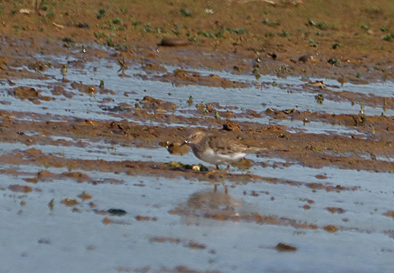 Temminck's Stint - 29-04-2025