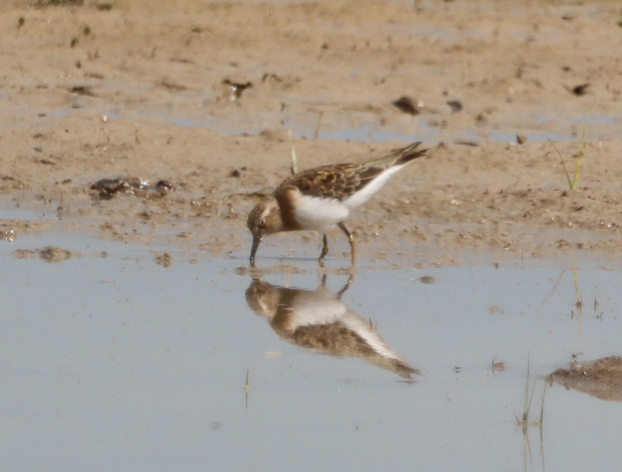 Temminck's Stint - 05-05-2023