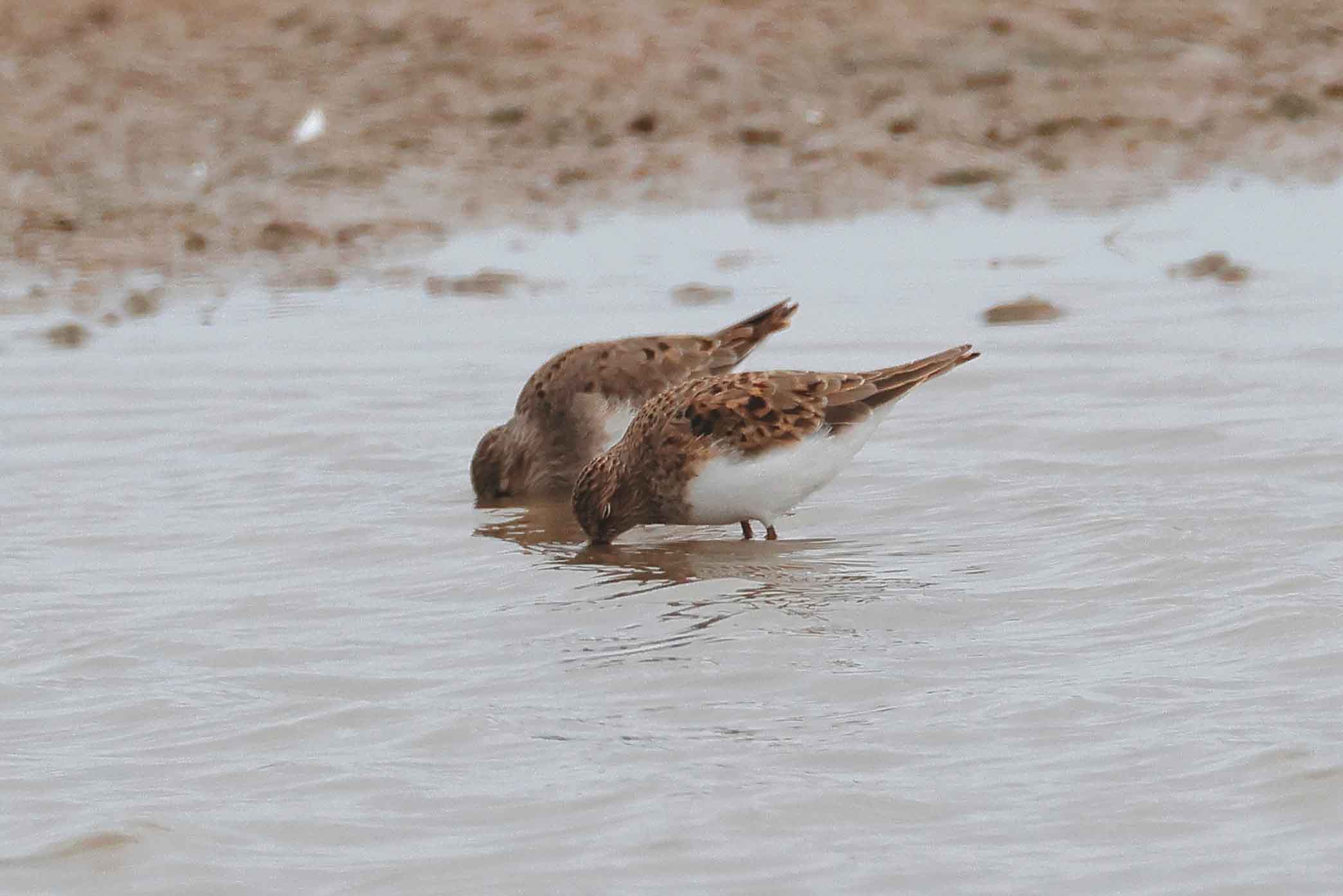 Temminck's Stint - 15-05-2025