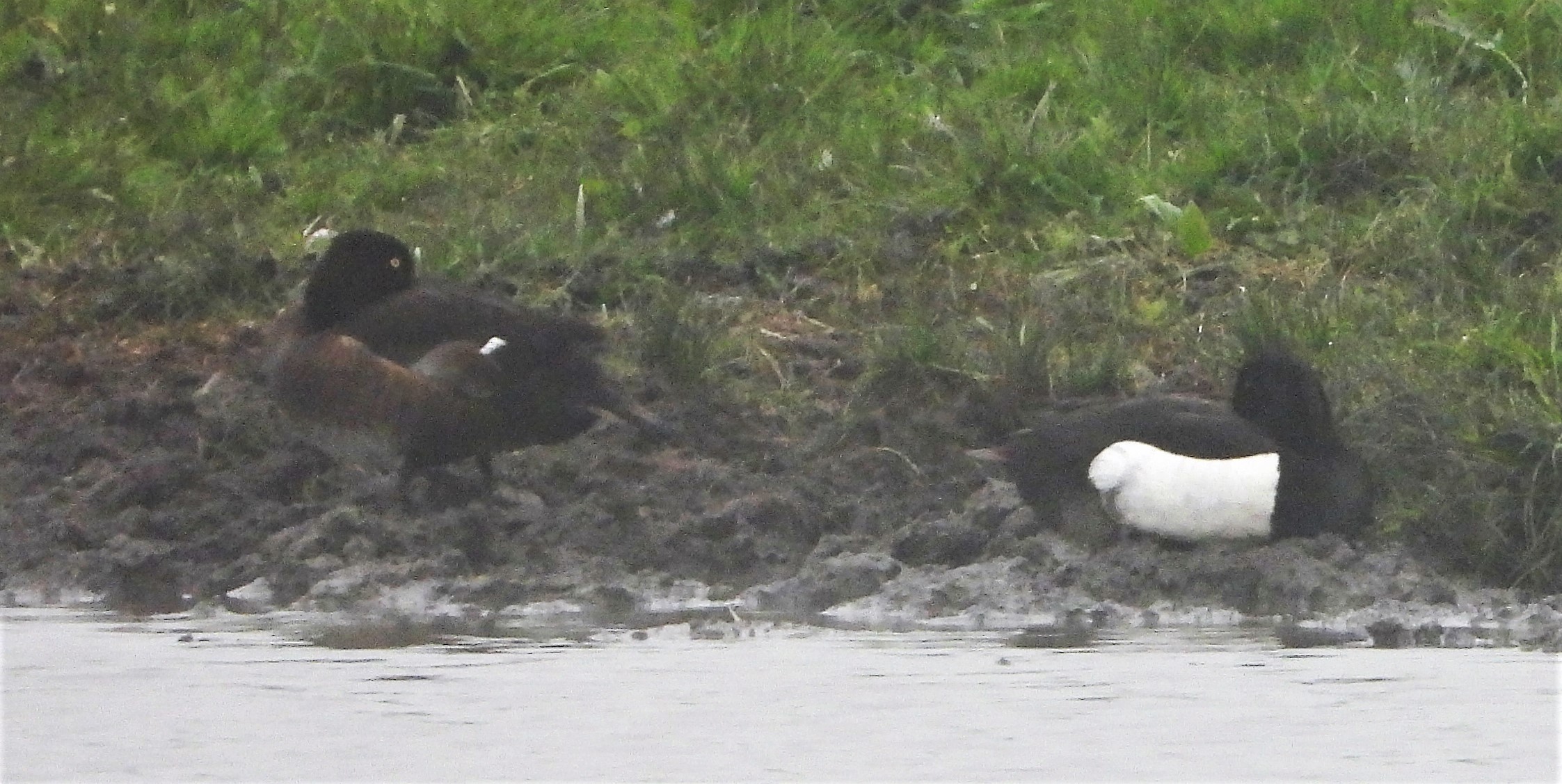 Tufted Duck - 17-06-2021