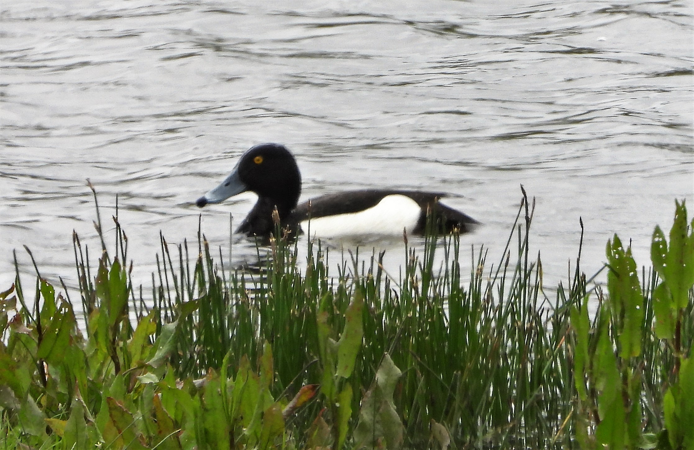 Tufted Duck - 07-06-2022