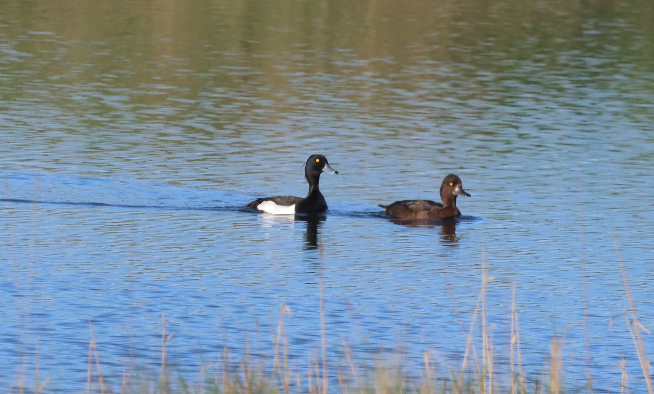 Tufted Duck - 17-05-2022