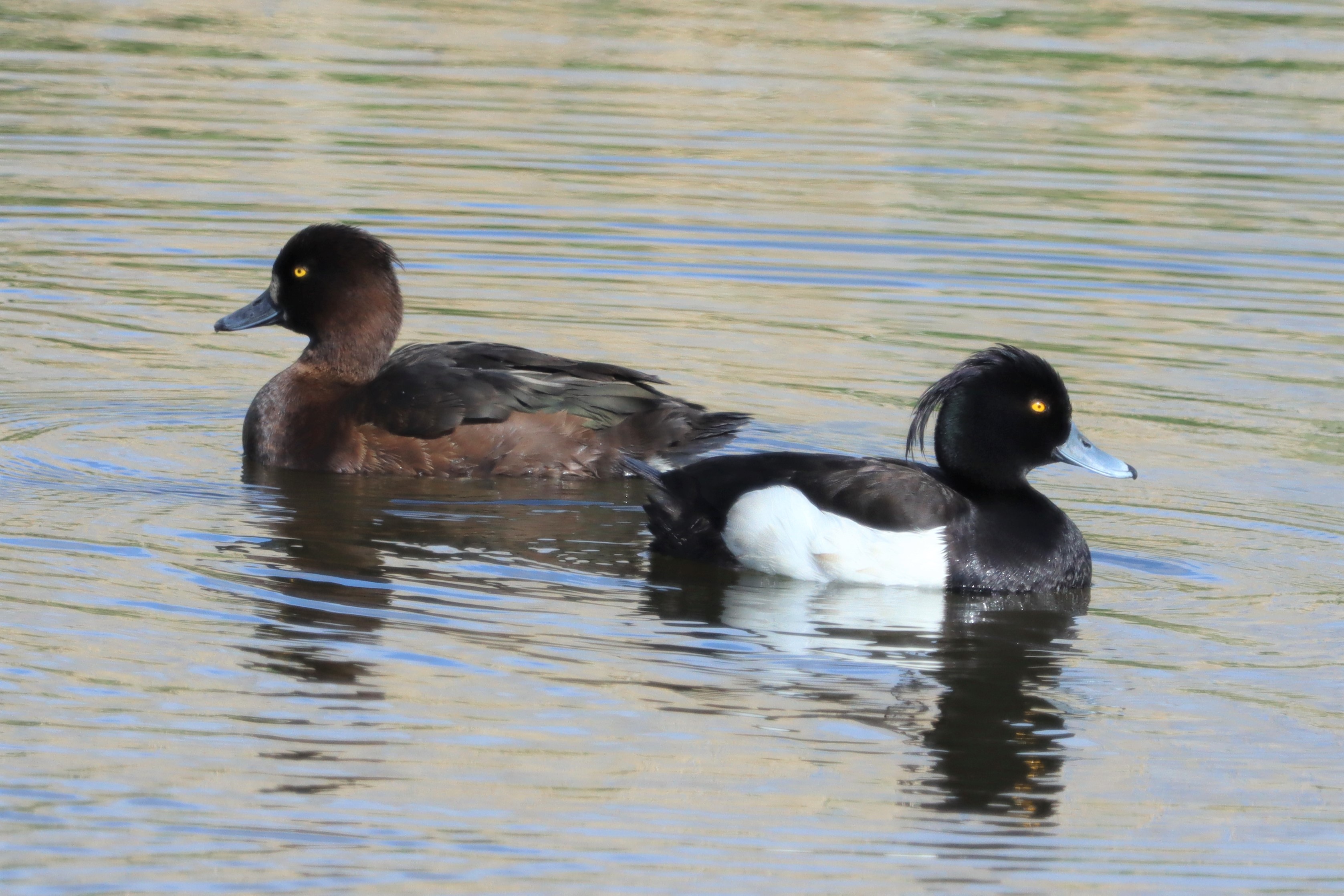 Tufted Duck - 24-05-2021