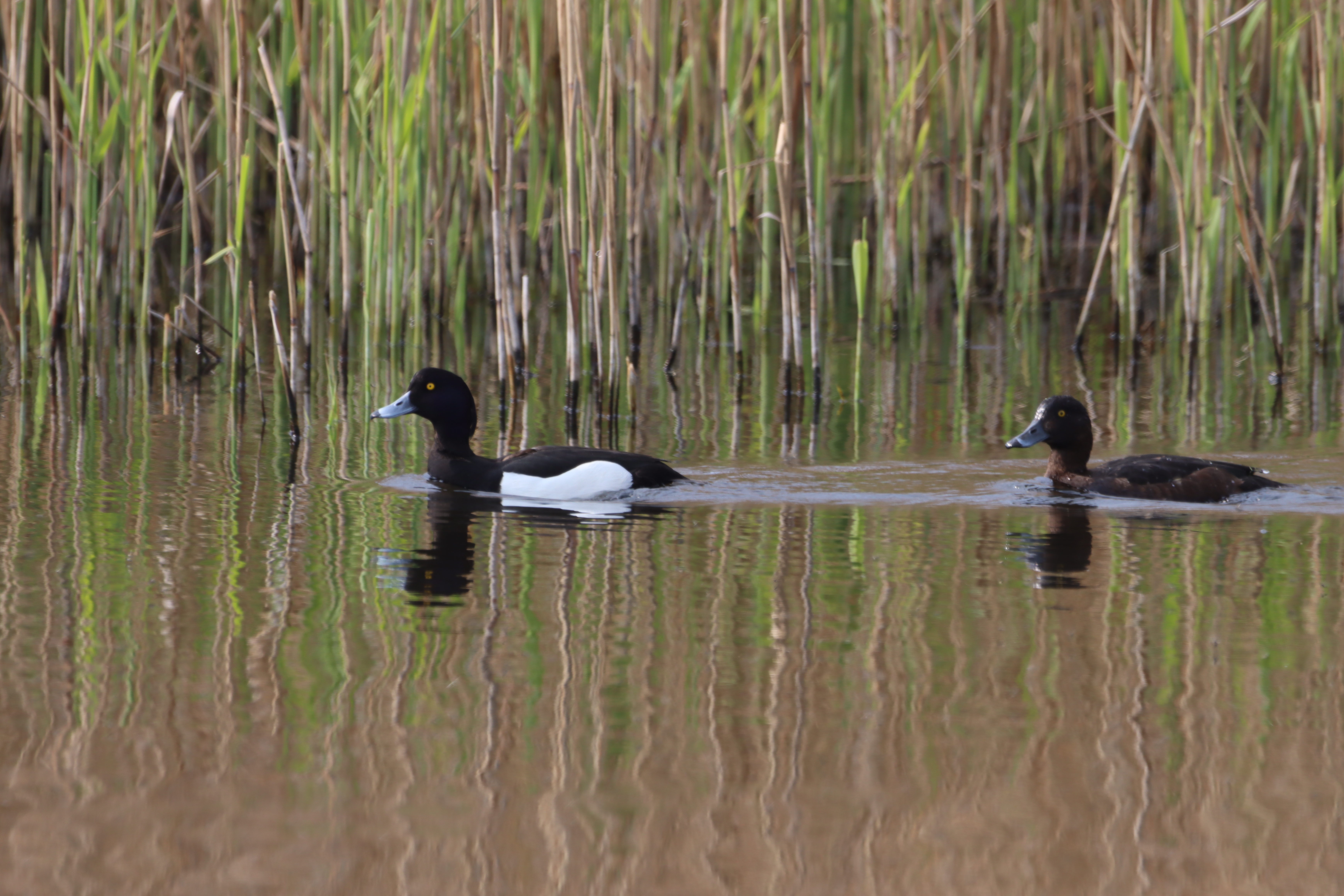 Tufted Duck - 27-04-2025
