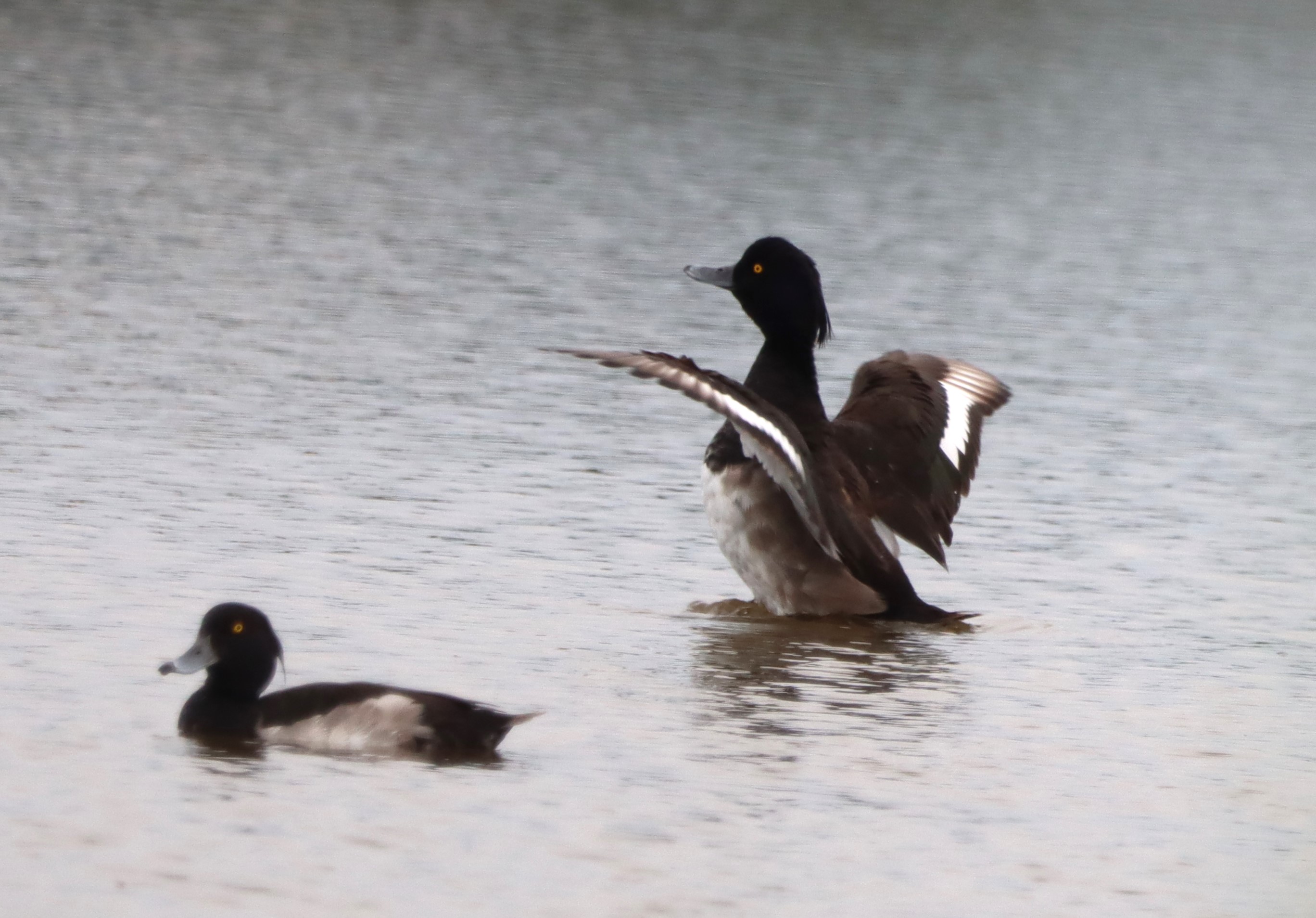 Tufted Duck - 09-07-2023