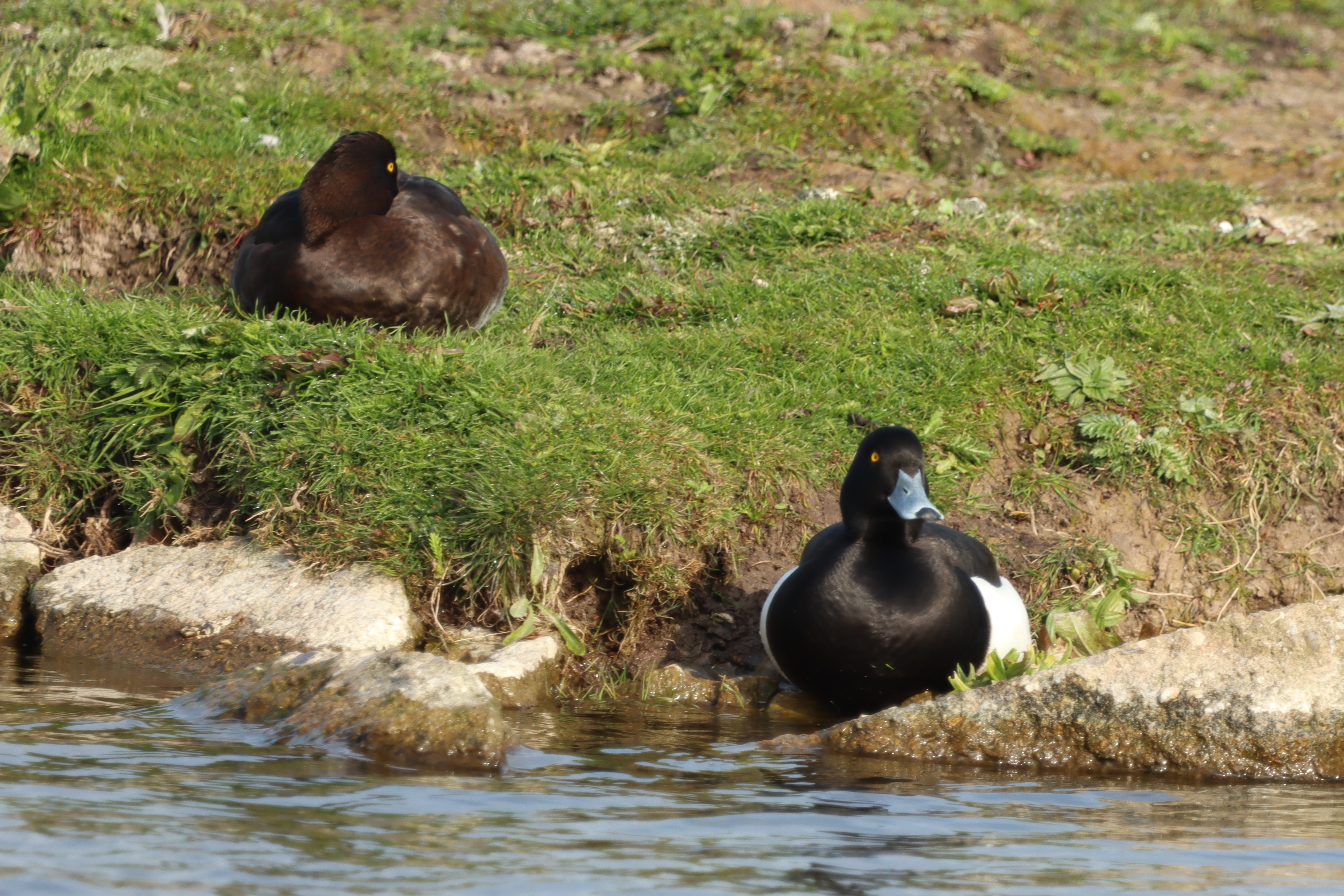 Tufted Duck - 21-04-2021