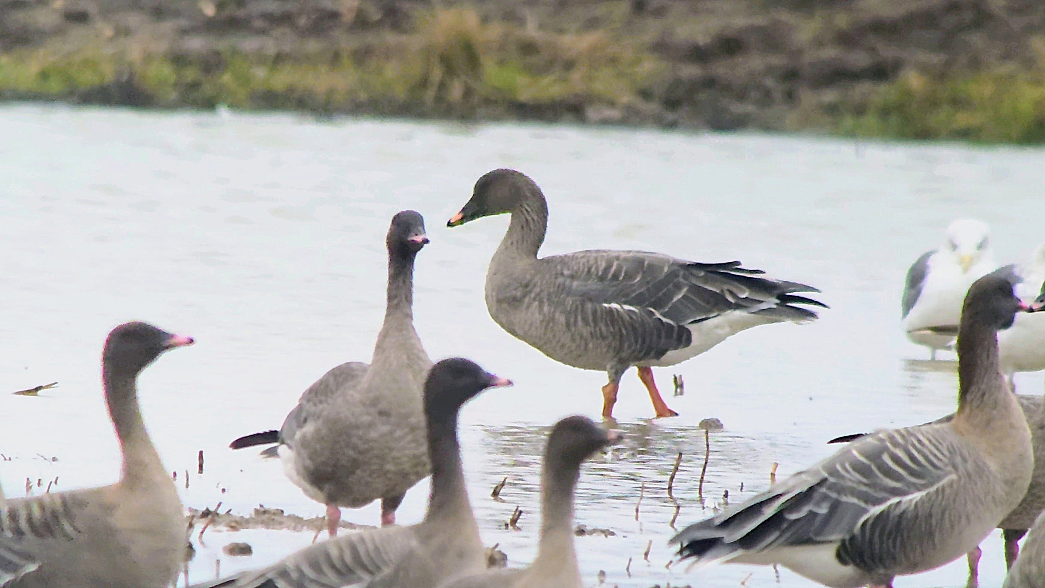 Tundra Bean Goose - 20-10-2026