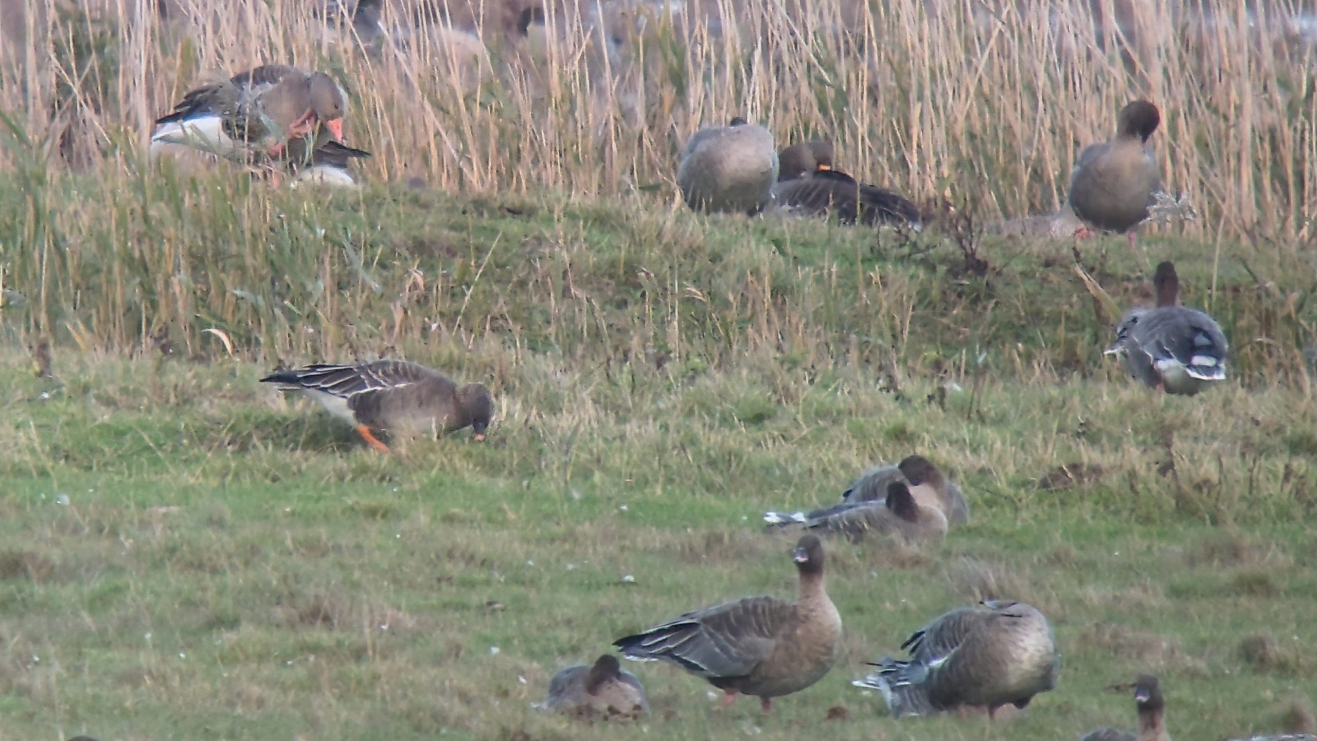 Tundra Bean Goose - 28-10-2026