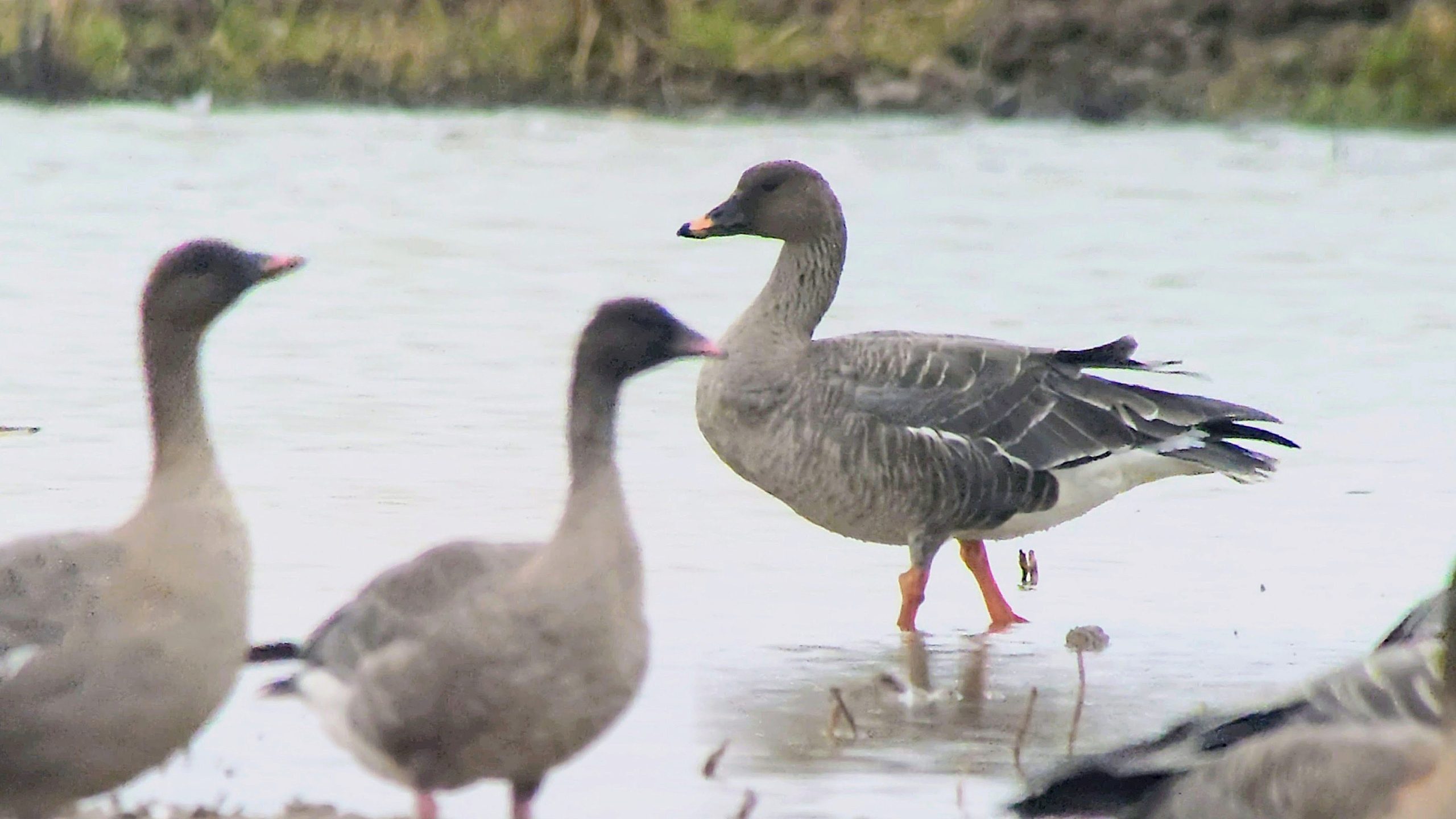 Tundra Bean Goose - 20-10-2026