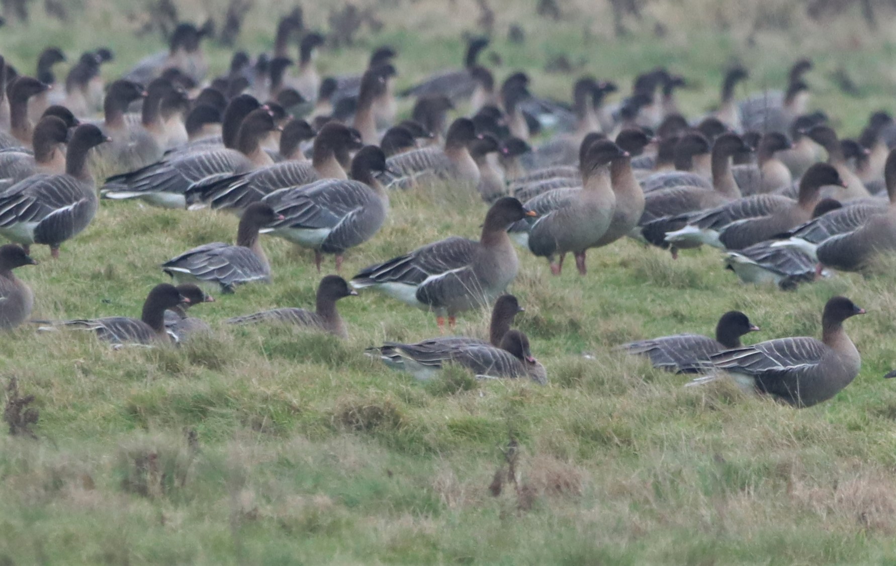 Tundra Bean Goose - 24-01-2022