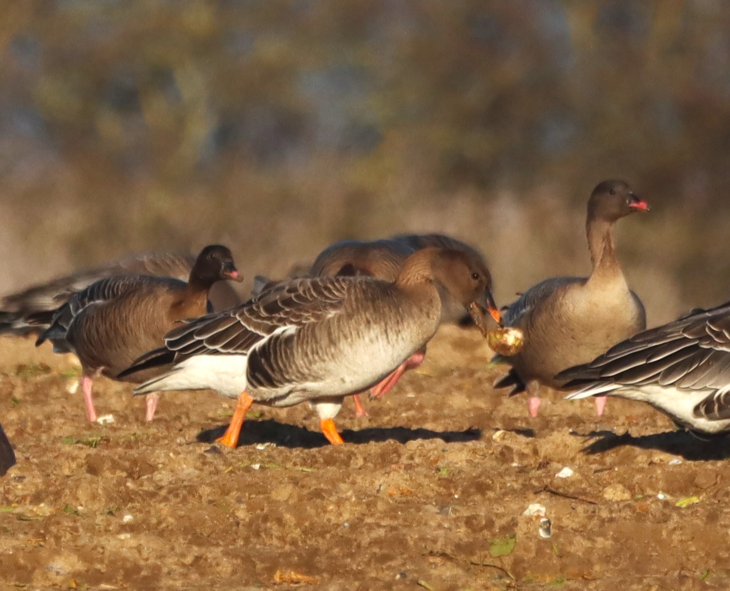 Tundra Bean Goose - 26-12-2025
