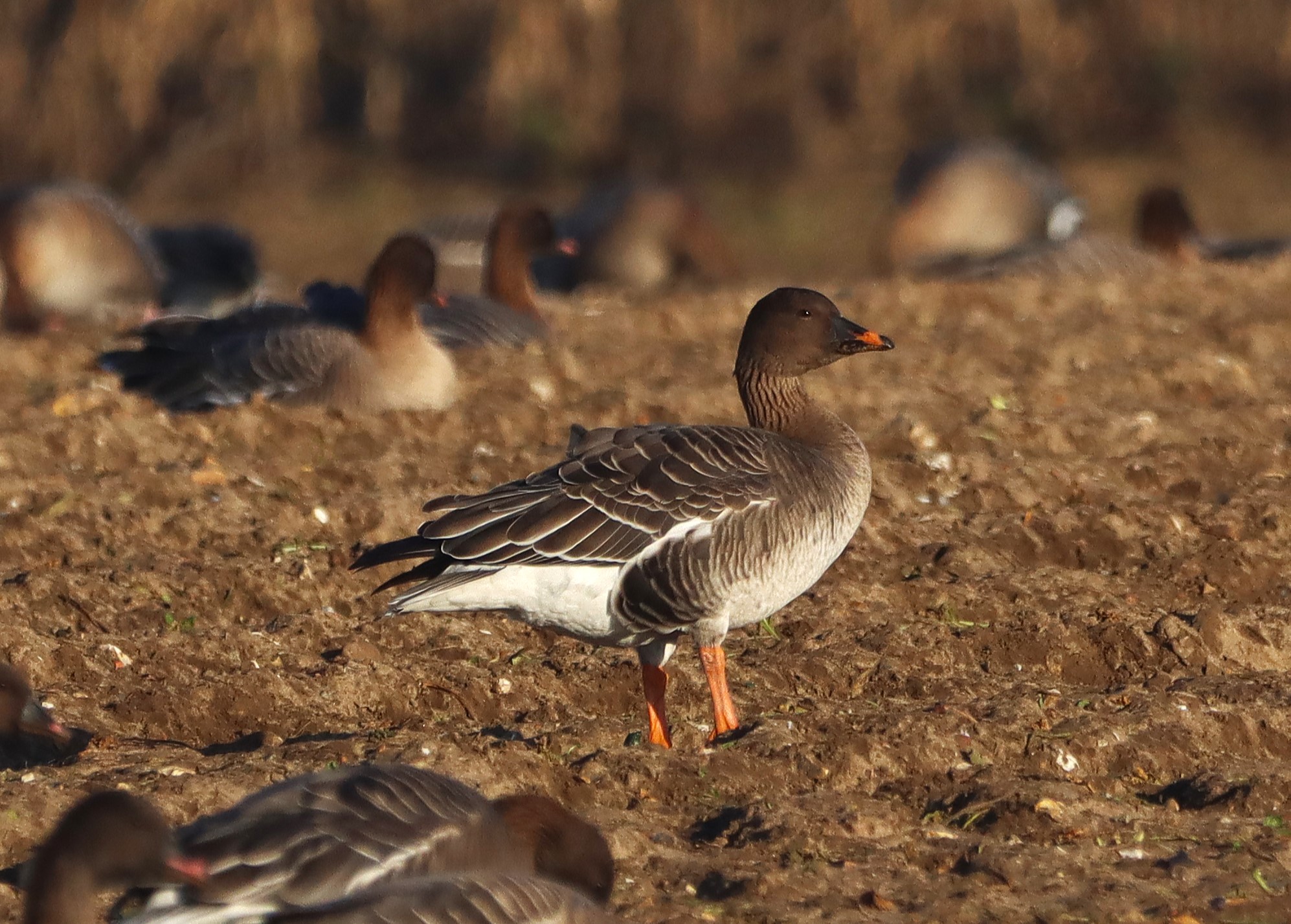 Tundra Bean Goose - 26-12-2025